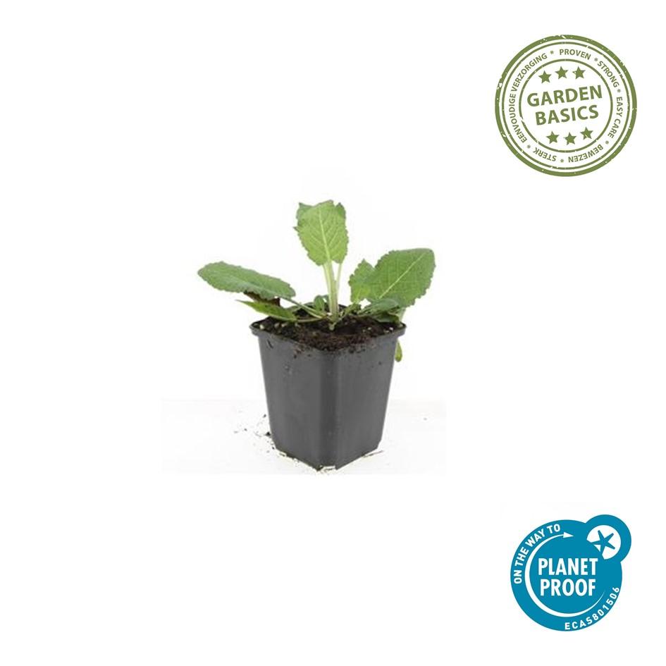 Steppensalbei - Salvia nem. 'Mainacht' - ↕10-25cm - Ø9cm 48 Stück