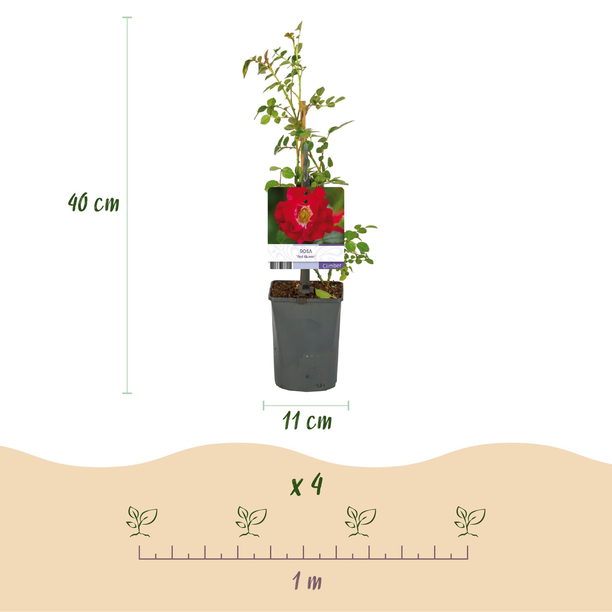 Rosen - Rosa Red Queen - Kletterrose Blüte Rot - 2 Pflanzen - Topf 11cm Höhe 40cm