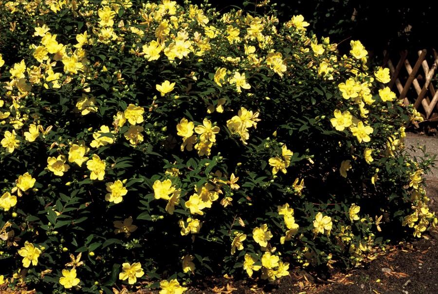 Johanniskraut - Hypericum 'Hidcote' - ↕10-25cm - Ø9cm 48 Stück