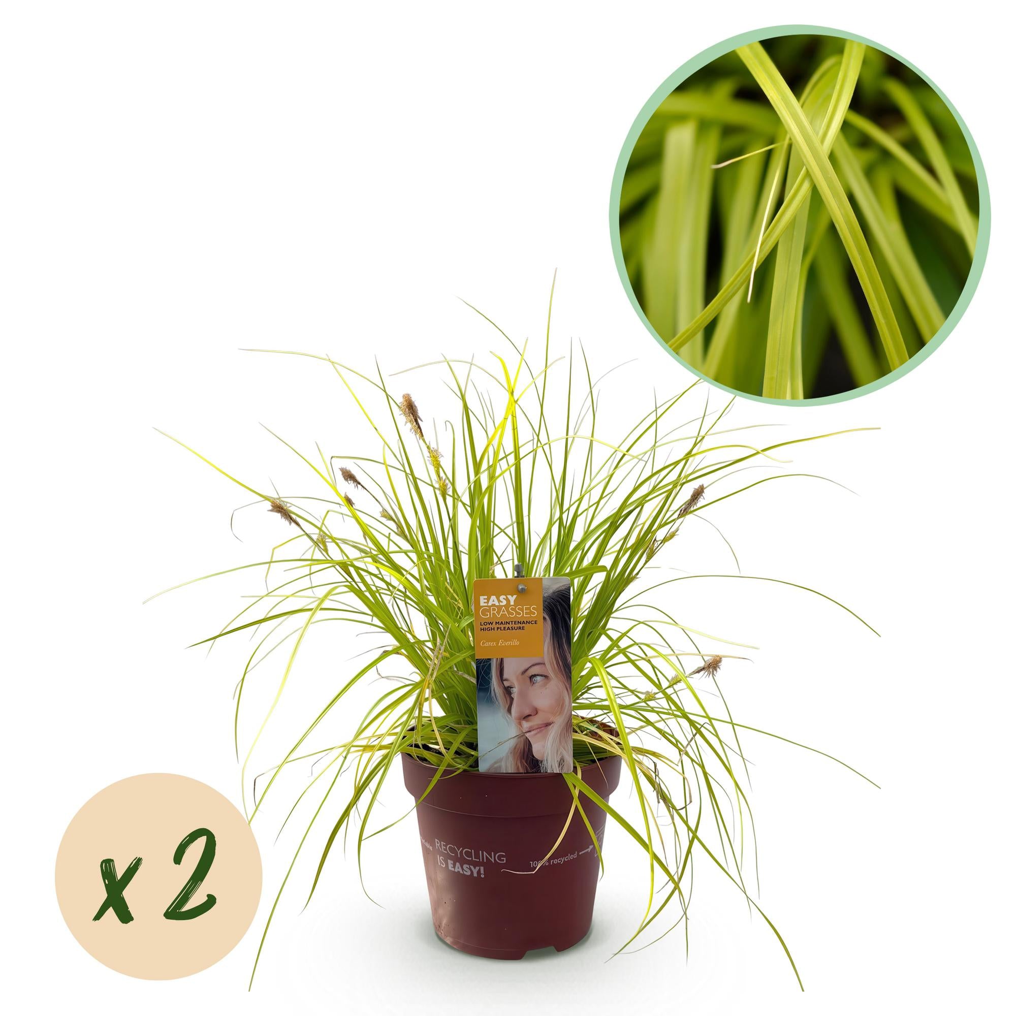 Japansegge - Carex oshimensis Everillo - Gelb - 2 Pflanzen - Immergrün - Wenig Pflege - Topf 17cm Höhe 50cm