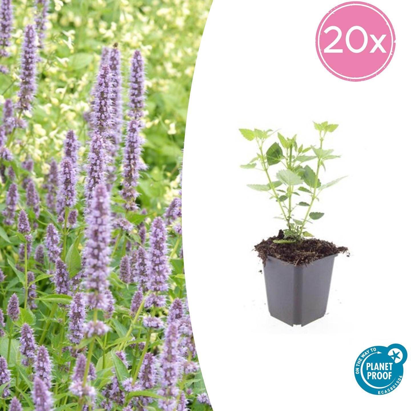 Blaunessel - Agastache 'Blue Fortune' - ↕10-25cm - Ø9cm 20 Stück