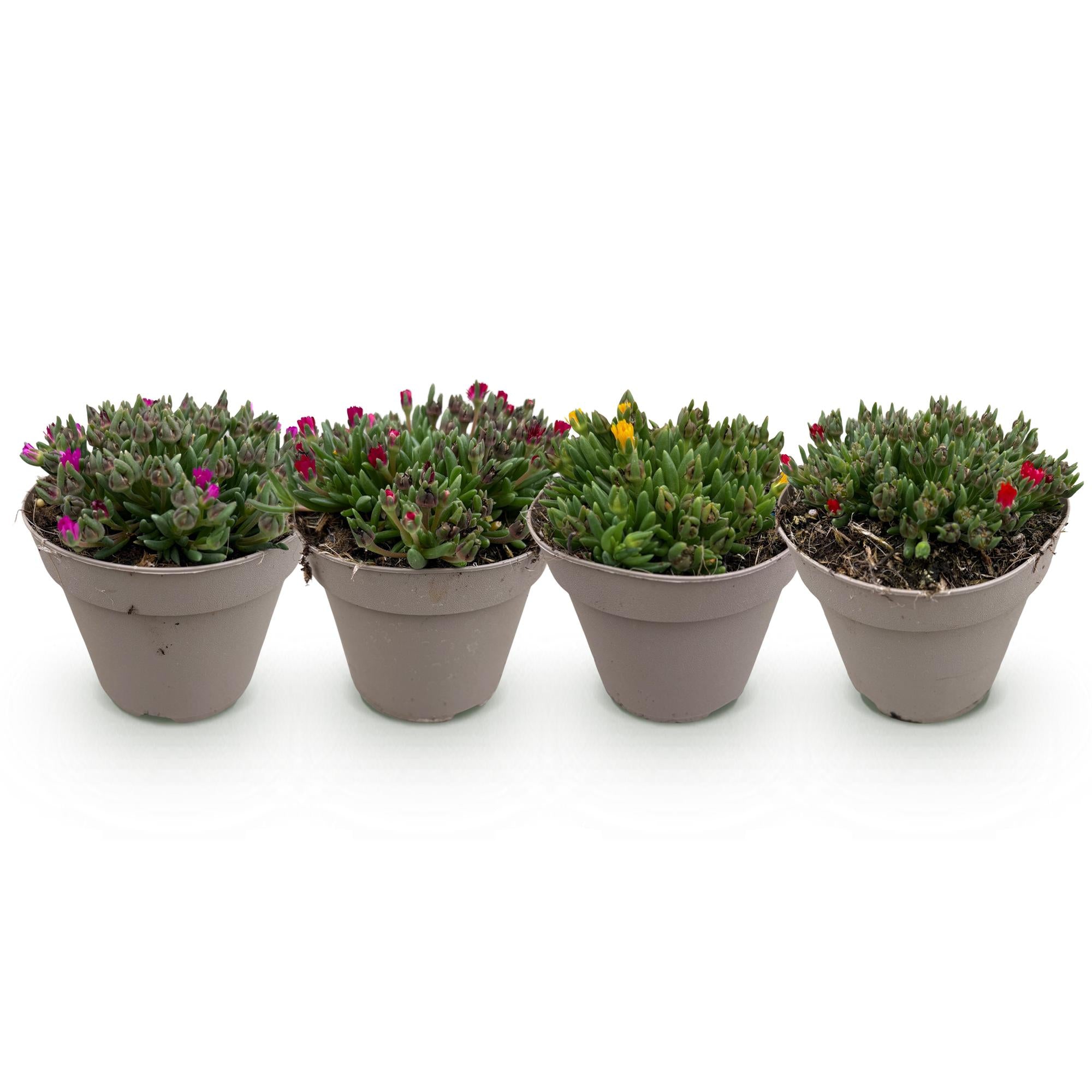 Mittagsblume - Delosperma Bodendeckerblumen - 4 Pflanzen - Farben Rot - Gelb - Lila - Rosa - Wenig Pflege - Topf 14cm Höhe 17cm