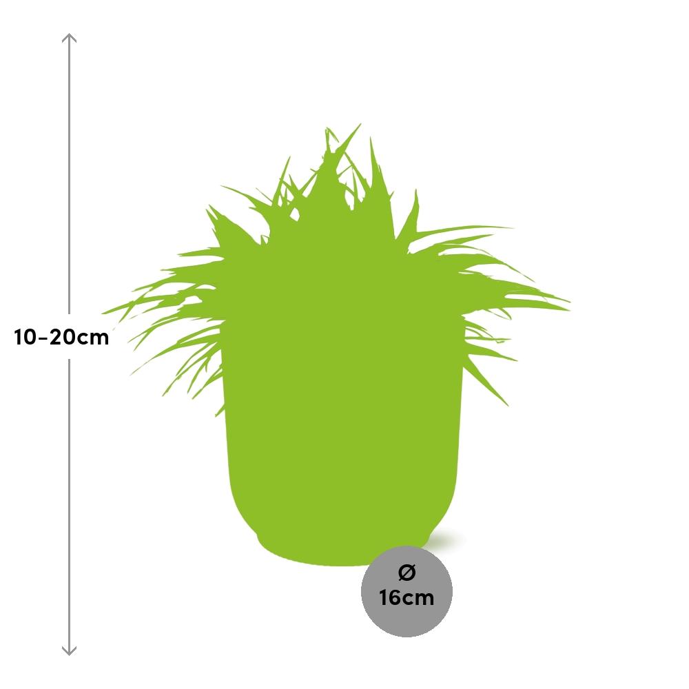 Grünlile - Chlorophytum Ocean - 15cm - in ELHO Vibes Fold 16cm - round  delicate pink