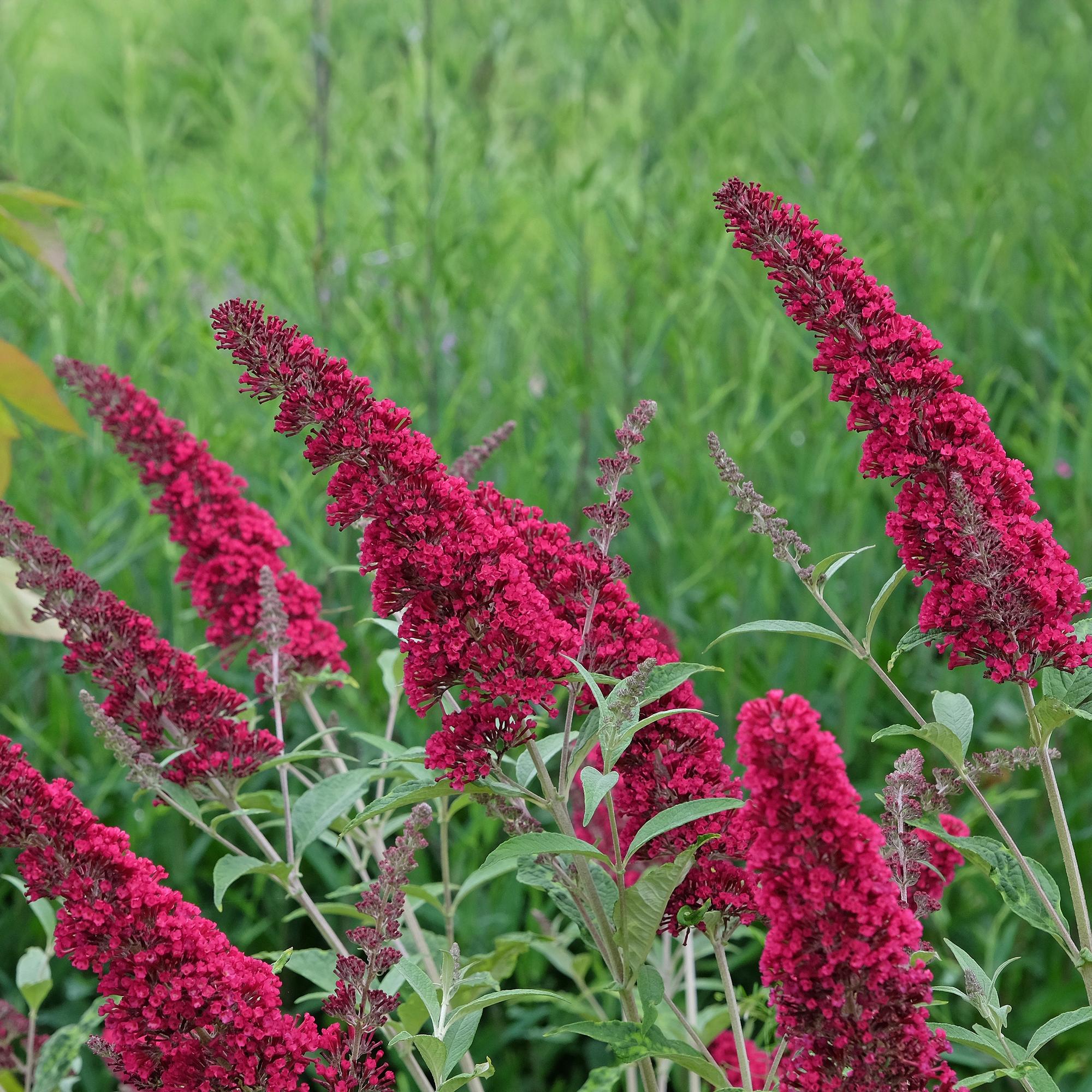 Schmetterlingsstrauch - Buddleja davidii Royal Red - Blüten Rot - 1 Pflanze - Laubabwerfend - Schmetterlingsanziehend - Topf 17cm Höhe 25cm