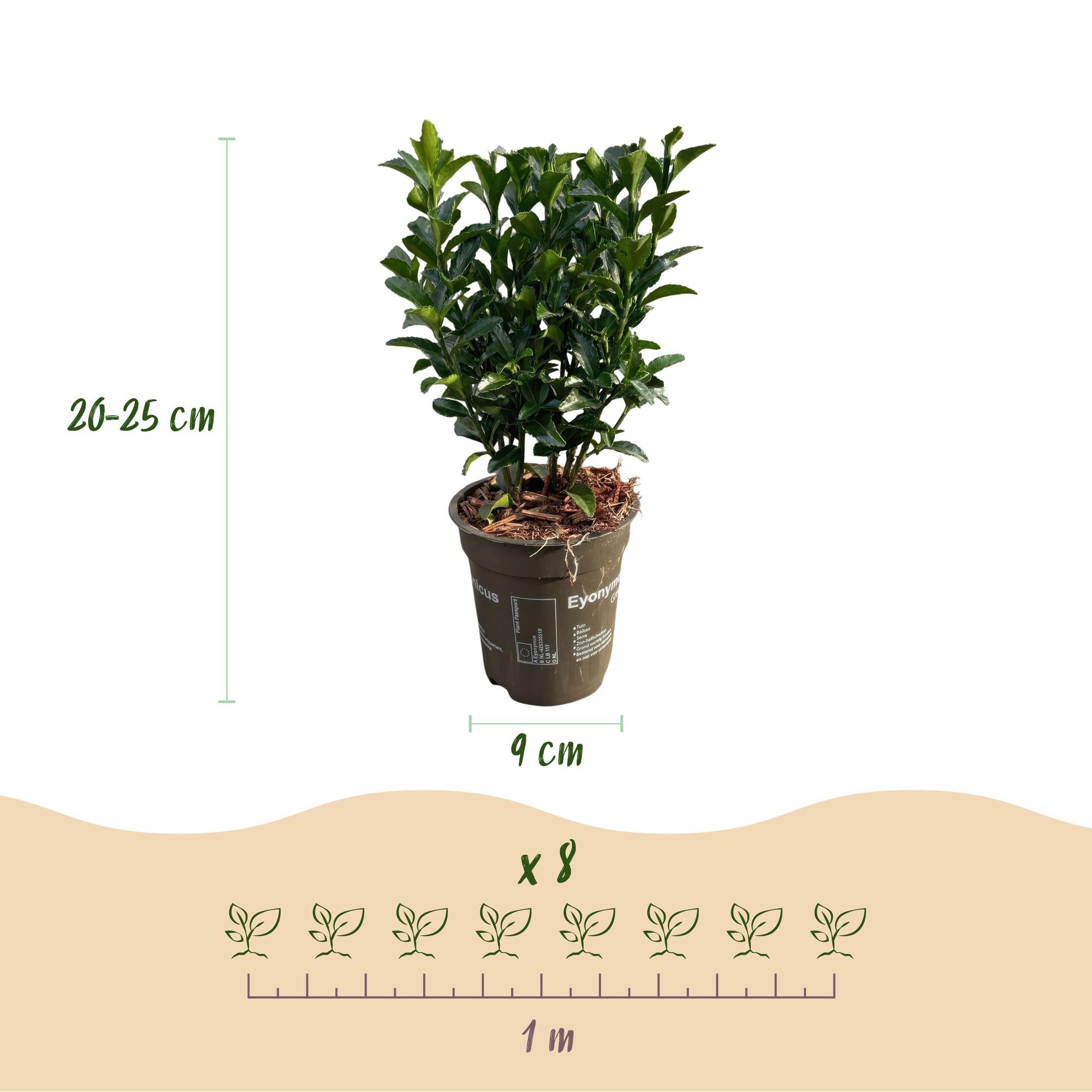 Japanische Spindelstrauchhecke - Euonymus japonica Green Spire - Blatt grün - 8 Pflanzen - 1 laufender Meter - immergrün - Topf 9cm Höhe 20-25cm