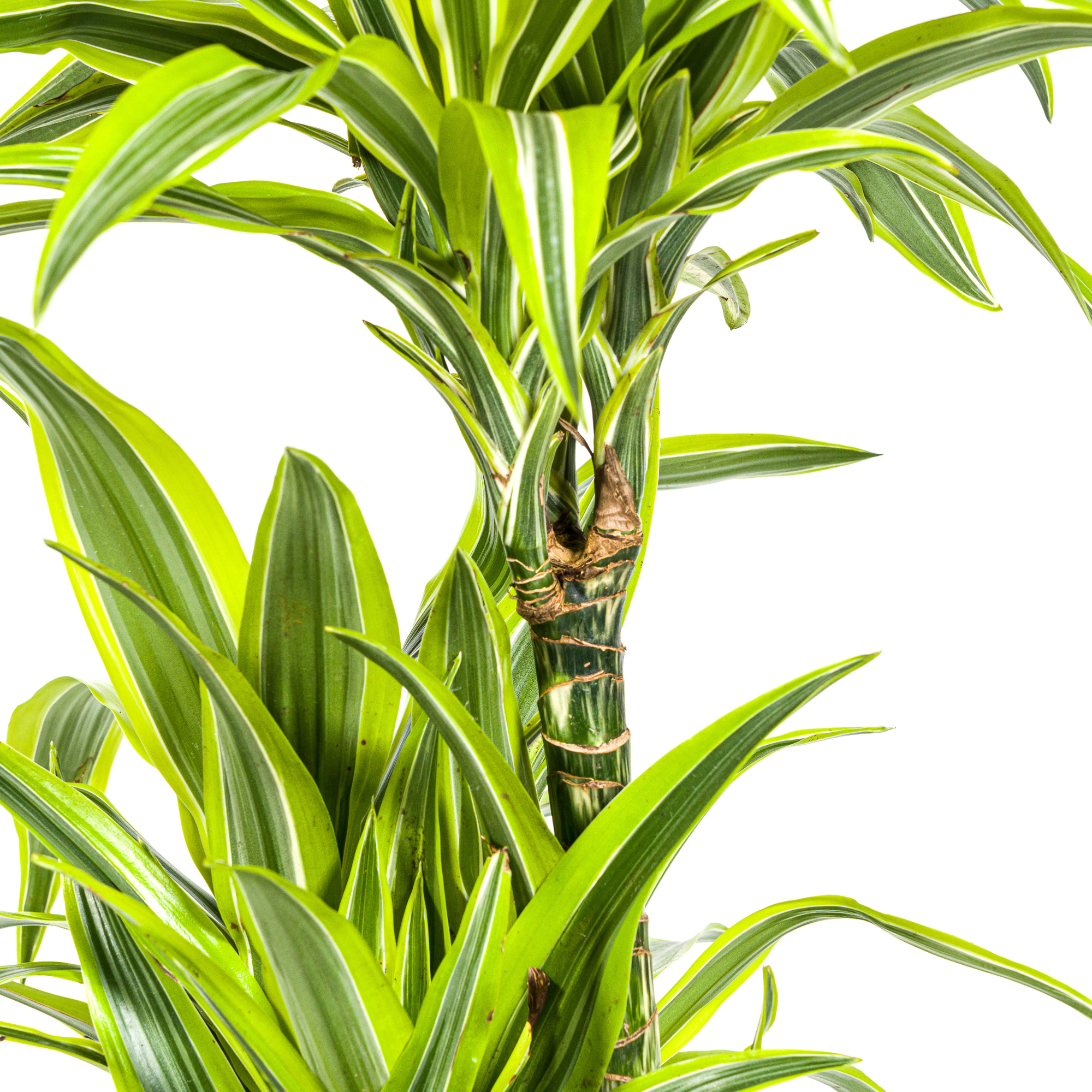 Drachenbaum - Dracaena Deremensis Lemon Lime mit Korb Ø24cm - ↕130 - 150cm