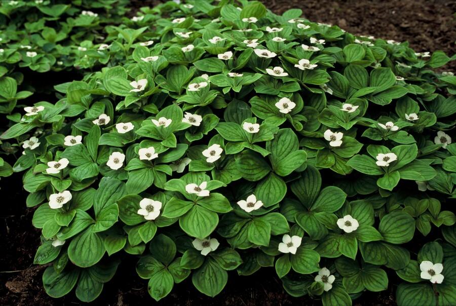 Kanadischer Hartriegel - Cornus canadensis - ↕10-25cm - Ø9cm 48 Stück
