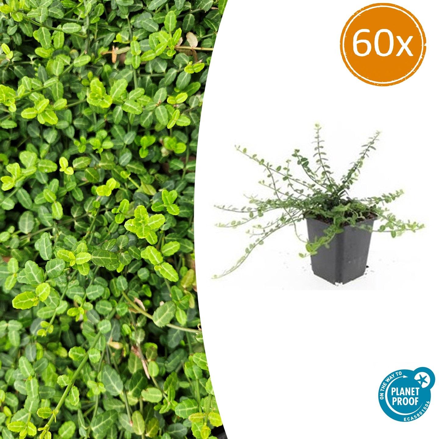 Zwergspindelstrauch - Euonymus fort. 'Minimus' - ↕10-25cm - Ø9cm 60 Stück