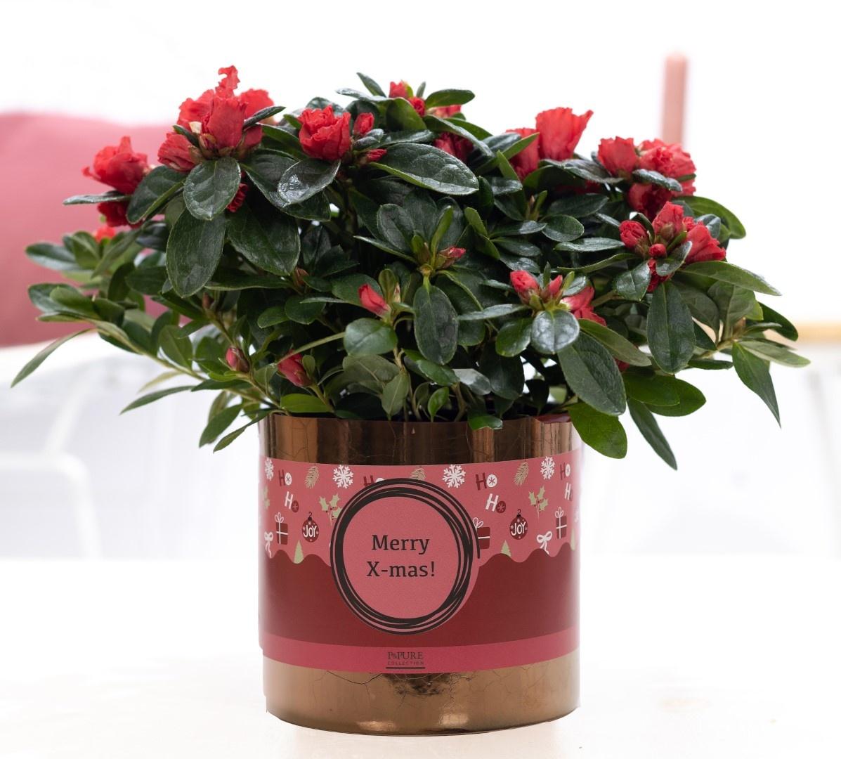 Azaleen - Azalea Red In P&PURE Ceramics Goldbronze + XMAS Sleeve - Ø12cm - ↕25cm