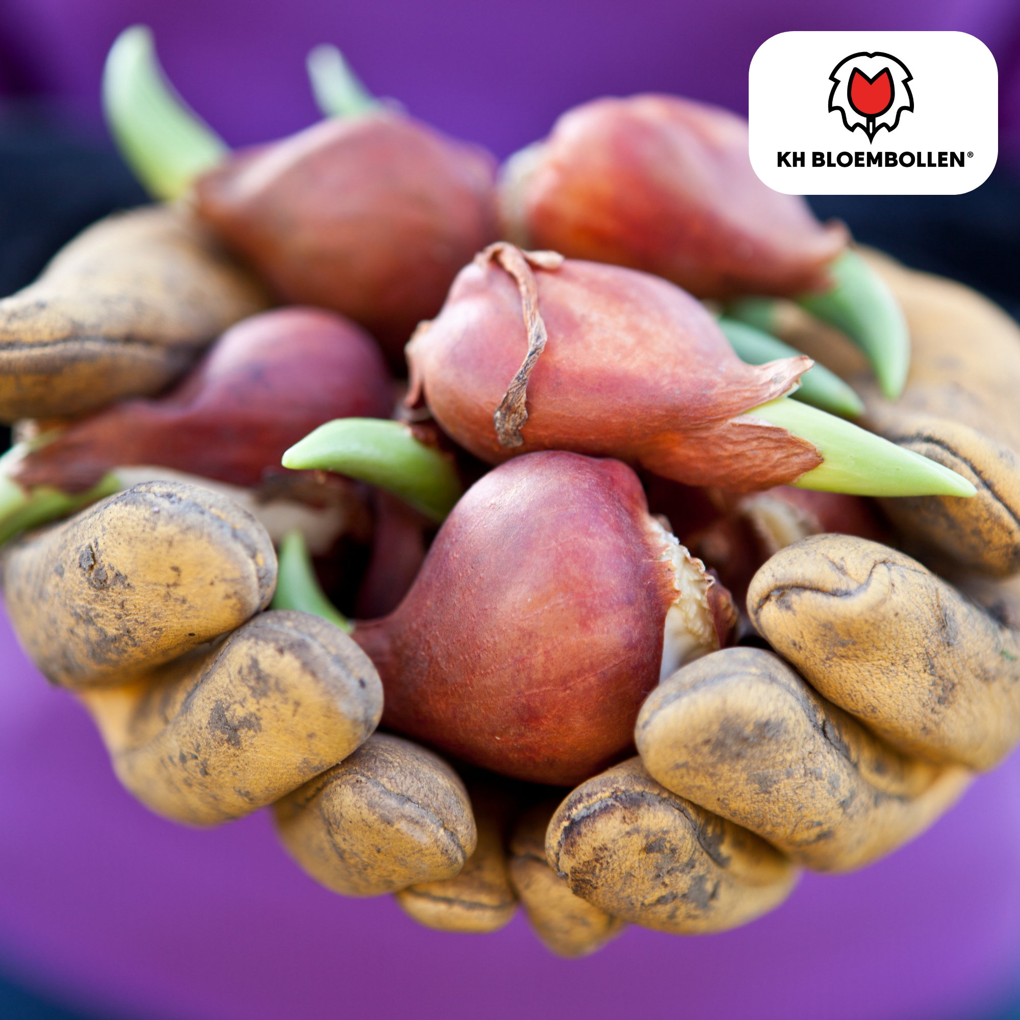 Tulpen - Tulipa Columbus – 20 Stück - Rosa-weiße doppelte Pfingstrosentulpe – Elegant & Voll – Für Garten oder Topf – Größe 11/12 – Frisch vom Züchter!