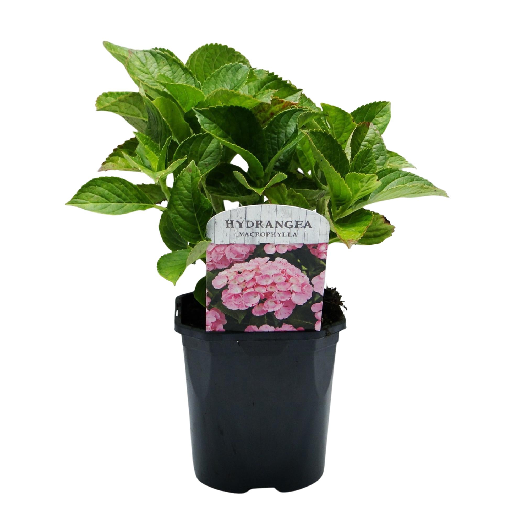 Gartenhortensie - Hortensie - Hydrangea macrophylla Pink - Blume Rosa - 3 Pflanzen - 1 m2 - Laubabwerfend - Wenig Pflege - Topf 17cm Höhe 30cm