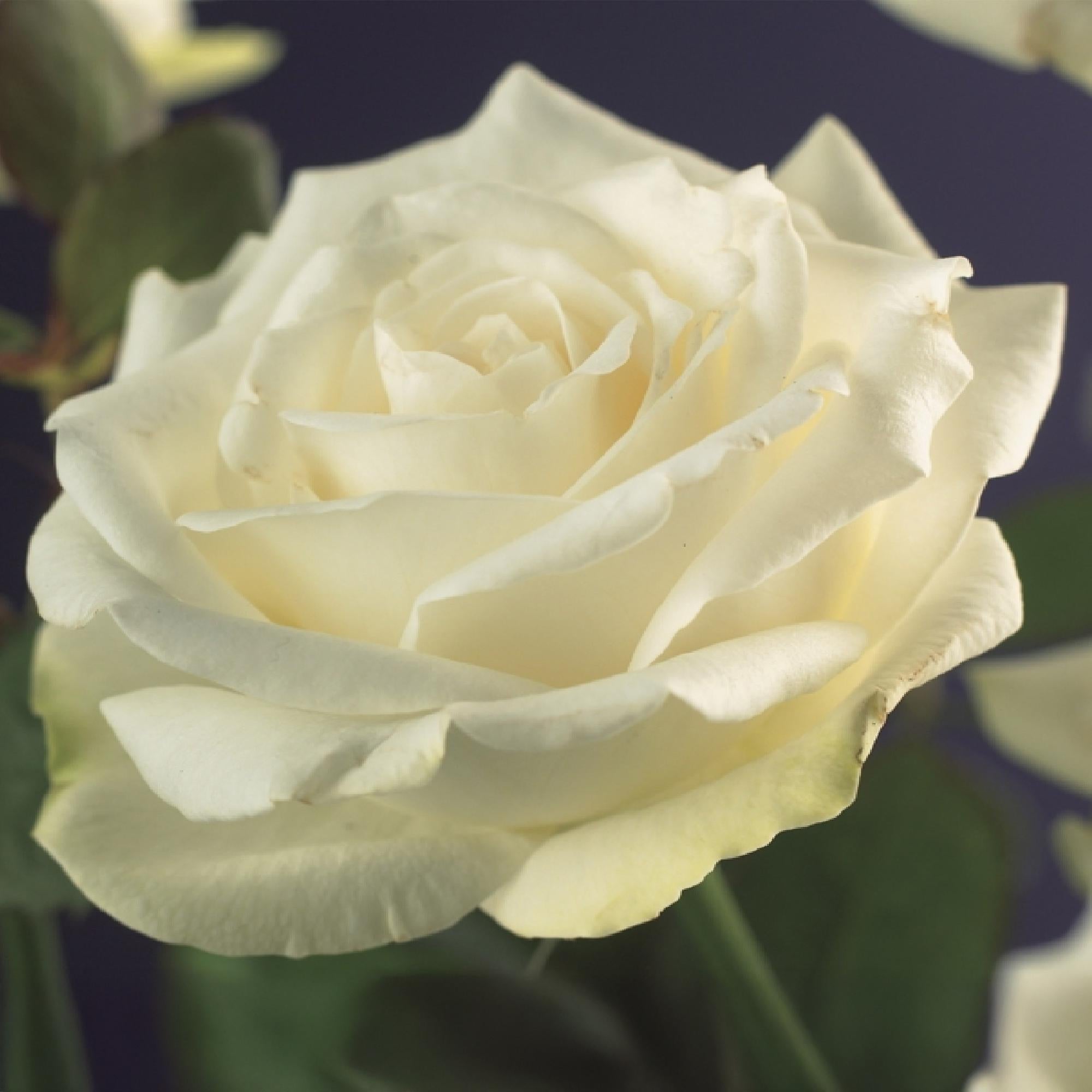 Rosen - Rose White Climber - Blüte Weiß - Wenig Pflege - 2 Pflanzen - Topf 11cm Höhe 40cm