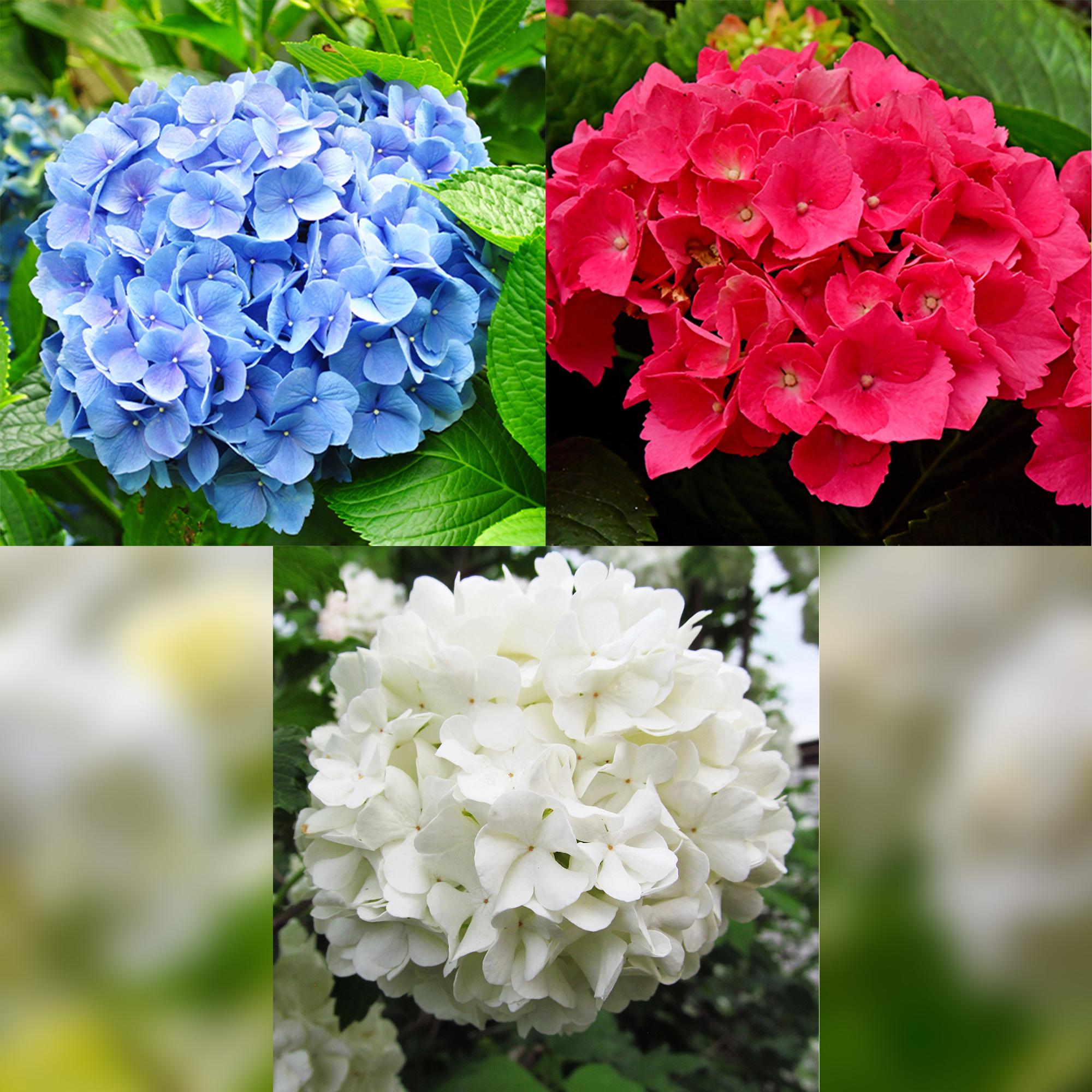 Gartenhortensien Set - Hydrangea macrophylla Tricolour - Blüte Blau, Rosa und Weiß - 3 Pflanzen - Laubabwerfend - Wenig Pflege - Topf 17cm Höhe 30cm