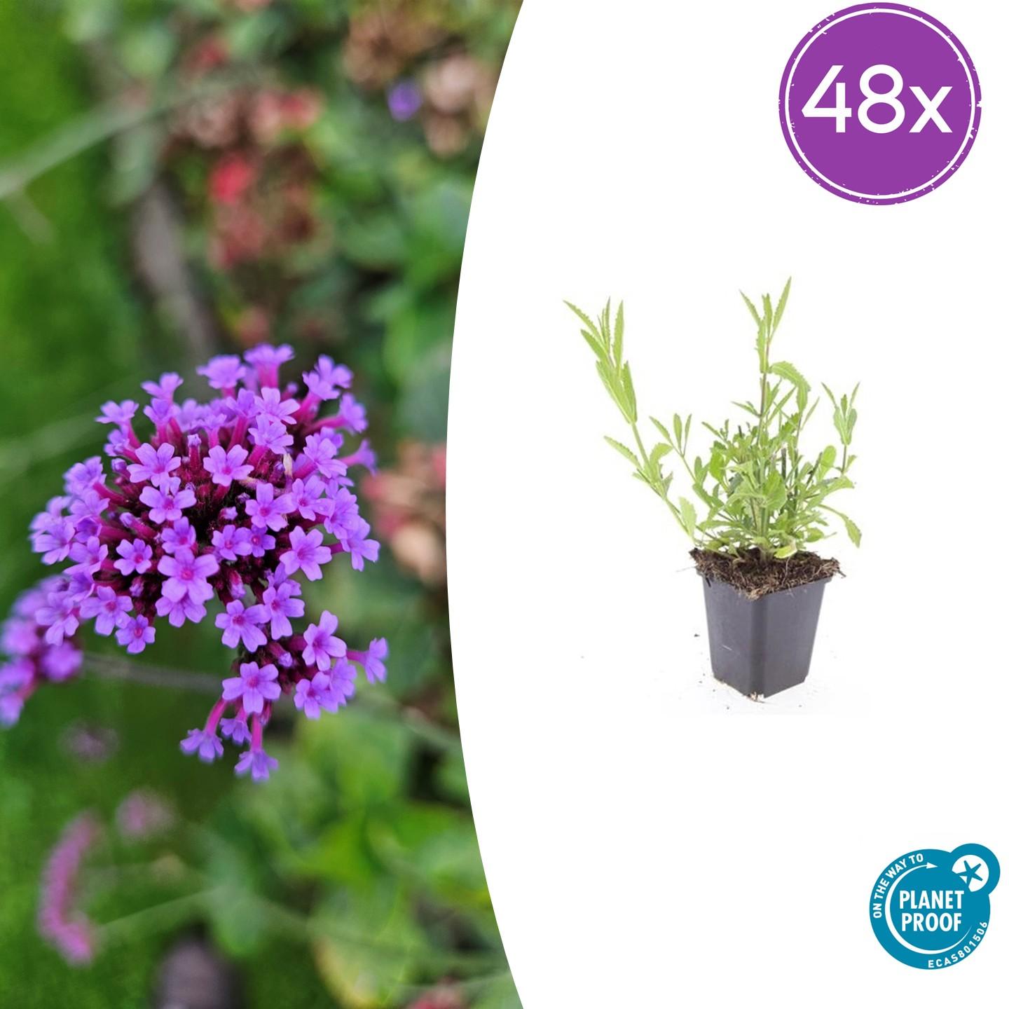 Patagonisches Eisenkraut - Verbena bonariensis - ↕10-25cm - Ø9cm 48 Stück