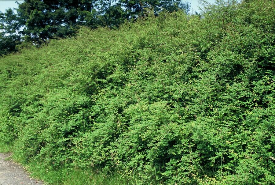 Niedrige Purpurbeere - Symphoricarpos ch. 'Hancock' - ↕10-25cm - Ø9cm 40 Stück