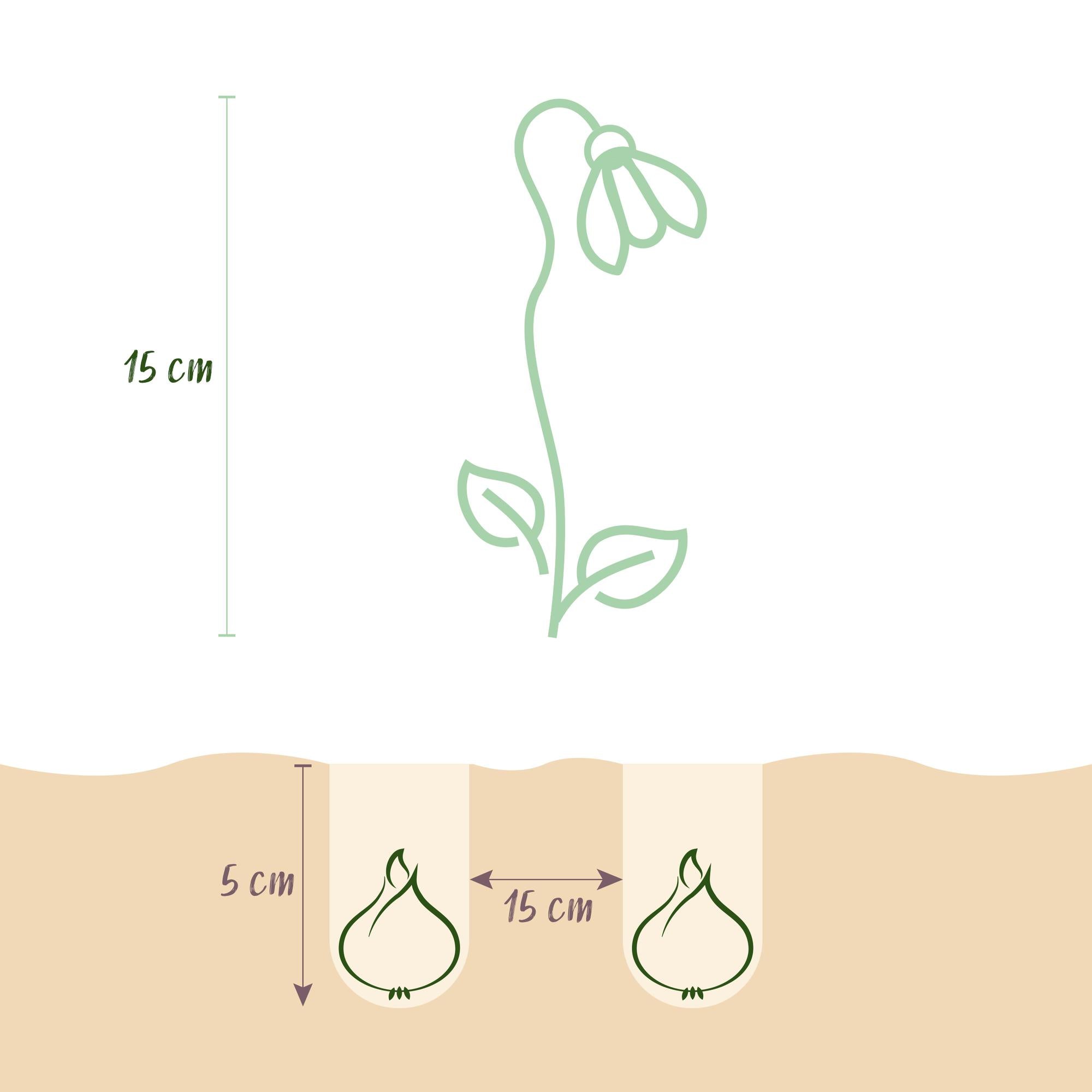 Schneeglöckchen - Galanthus Elwesii - Farbe Weiß - 25 Stück - Zwiebelgröße 5/6 - XXL Pack