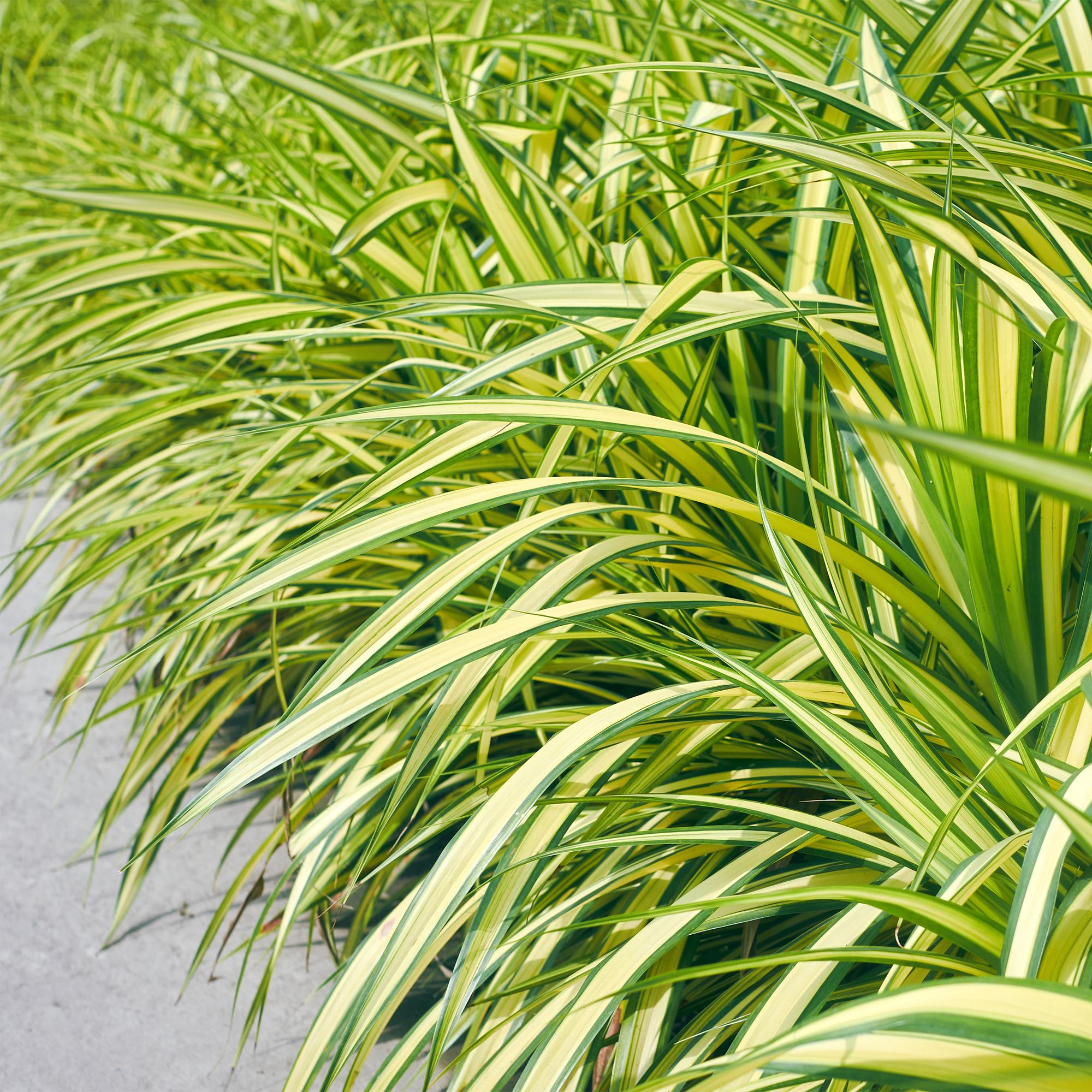 Japangoldsegge - Carex oshimensis Evergold - Gelb & Grün - 2 Pflanzen - Immergrün - Wenig Pflege - Topf 17cm Höhe 50cm