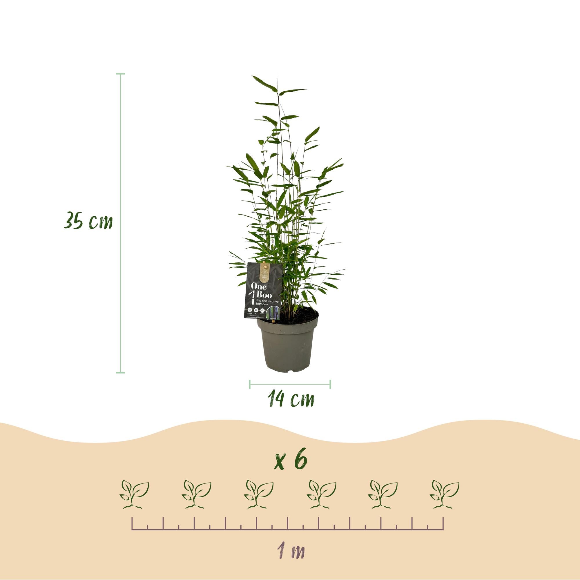 Schwarzrohrbambus - Fargesia Black Dragon - Grün - 2 Pflanzen - Immergrün - nicht wuchernd - Topf 14cm Höhe 35cm