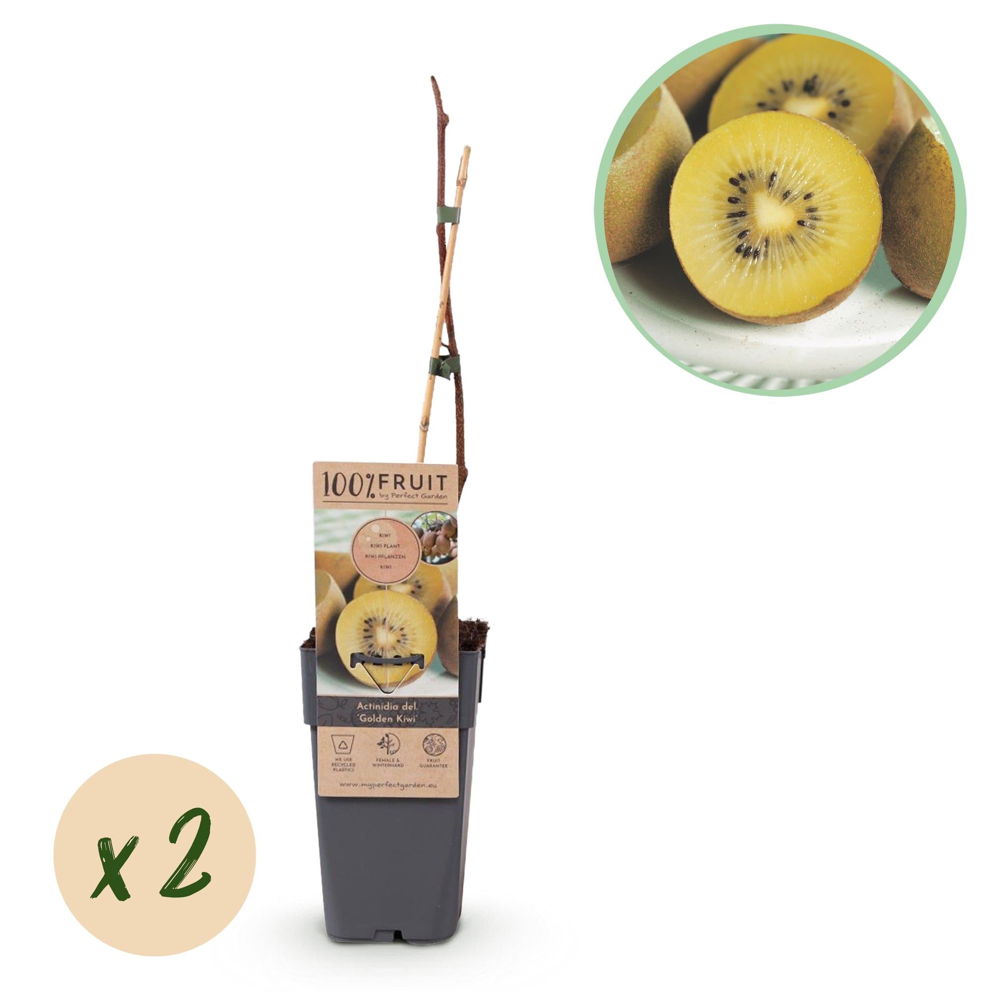 Kiwibeeren - Actinidia deliciosa Golden Kiwi - Gelbe Frucht - 2 Pflanzen - Topf 15cm Höhe 50cm