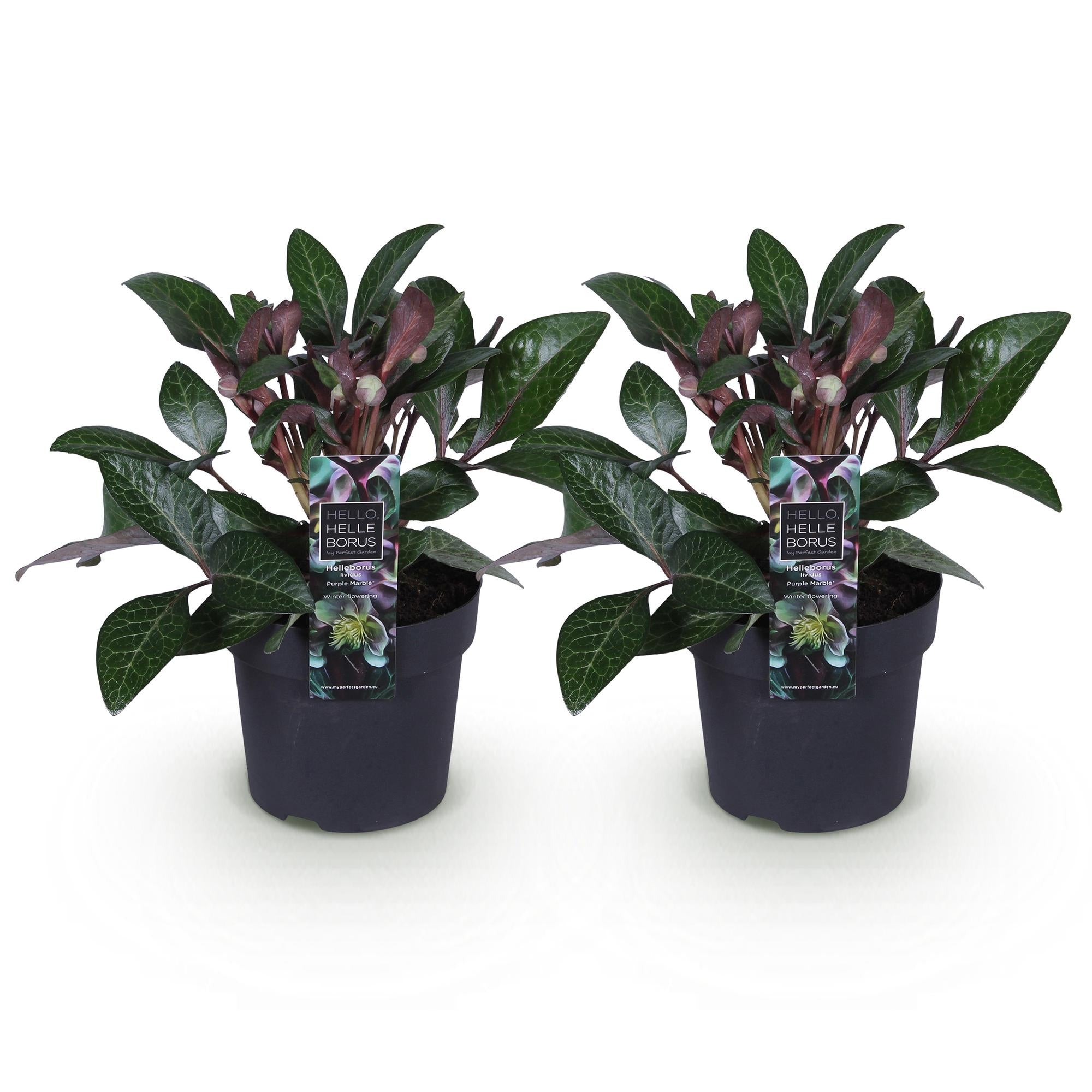Christrosen Set - Helleborus lividus Purple Marble - Lila Blüte - Topf 14cm Höhe 35cm