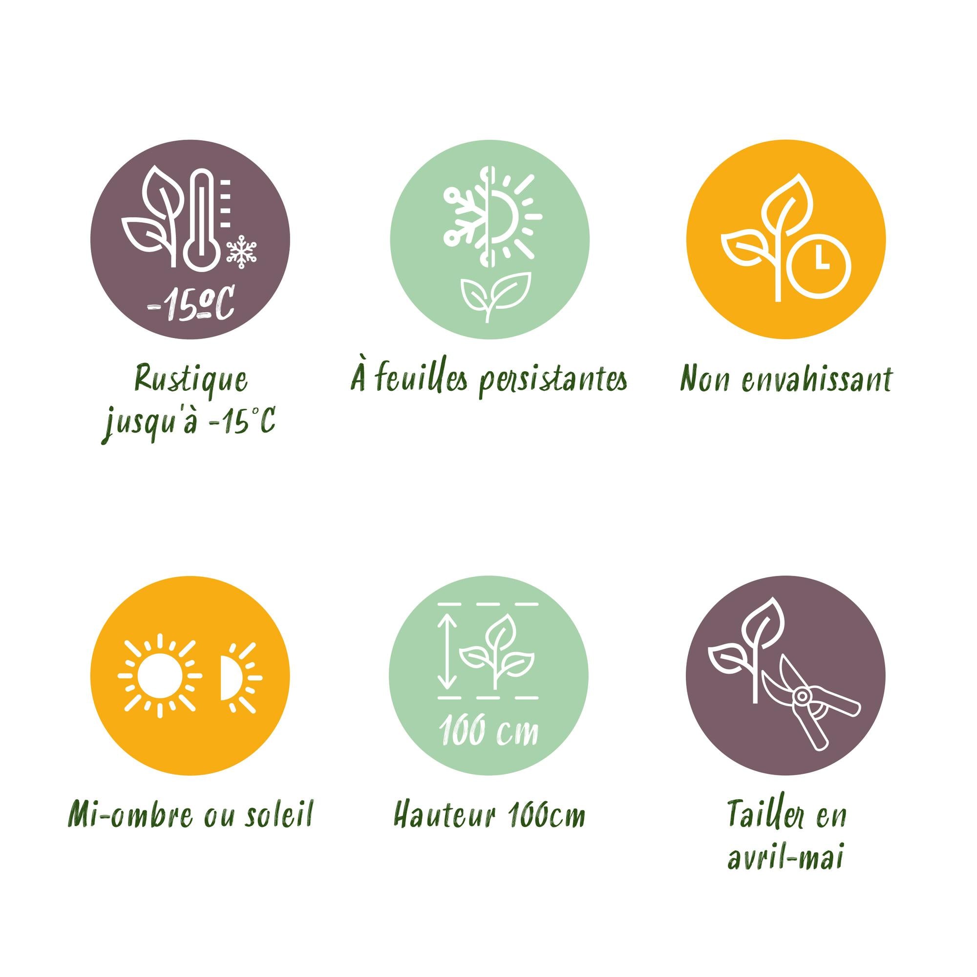 Japanische Spindelstrauchhecke - Euonymus japonica Green Spire - Blatt grün - 8 Pflanzen - 1 laufender Meter - immergrün - Topf 9cm Höhe 20-25cm