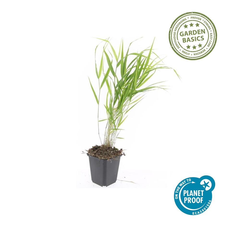 Japanisches Waldgras - Hakonechloa macra - ↕10-25cm - Ø9cm 60 Stück