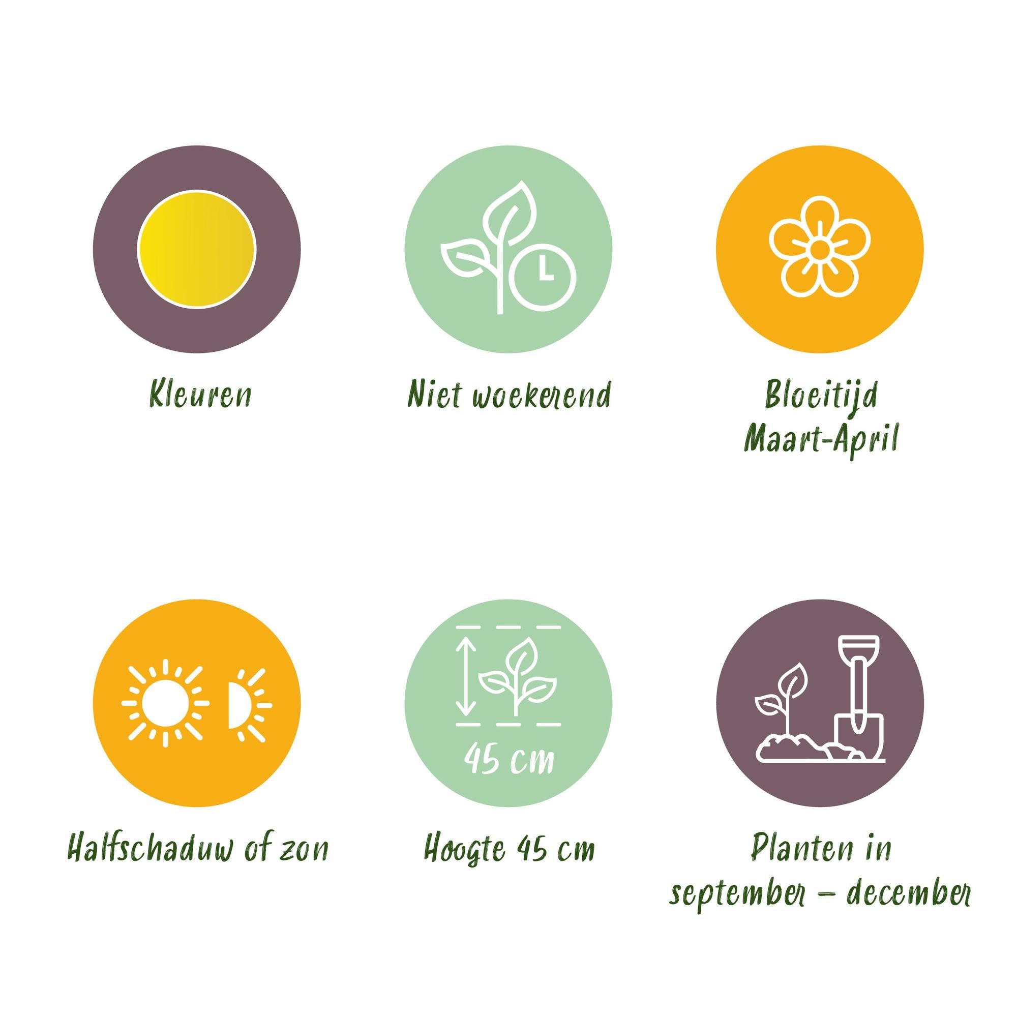 Narzissen - Narcis Yellow - Farbe Gelb - 40 Stück - Zwiebelgröße 10/12