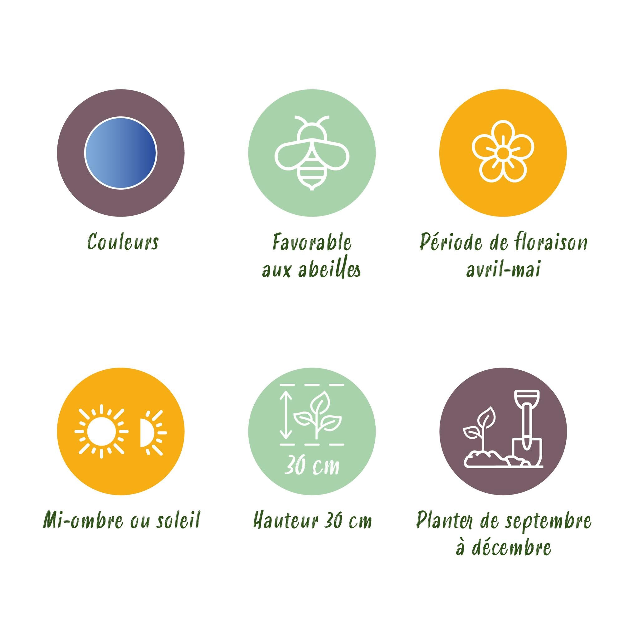 Traubenhyazinthe - Muscari Armeniacum - Farbe Blau - 50 Stück - Zwiebelgröße 8/9 - XXL Pack