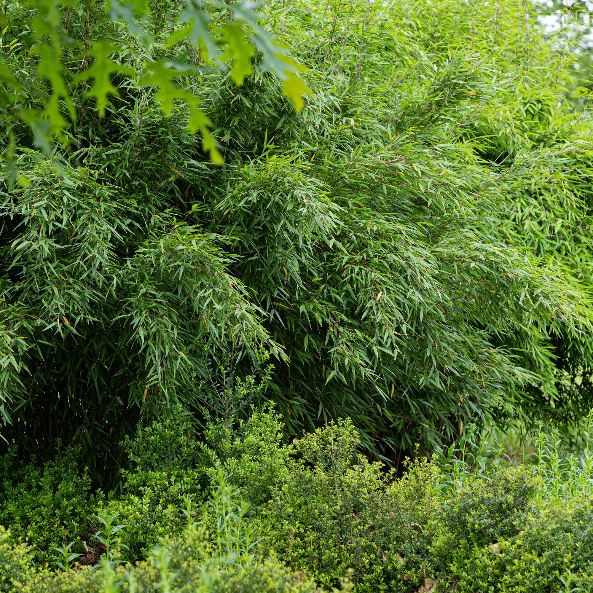 Rotrohrbambus - Fargesia Red Dragon - Grün - 2 Pflanzen - Immergrün - Nicht Ausbreitend - Topf 14cm Höhe 35cm