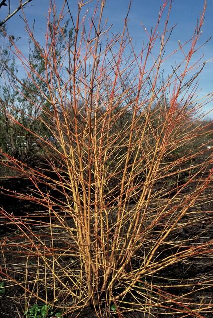 Roter Hartriegel - Cornus sang. 'Anny's Winter Orange' - ↕10-25cm - Ø9cm 24 Stück