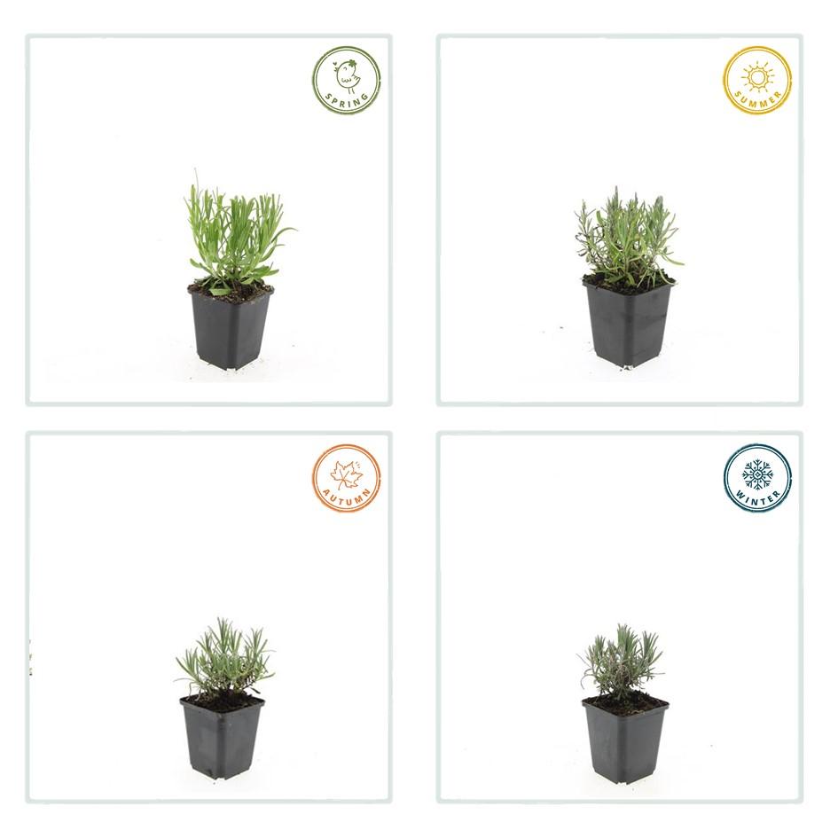 Lavendel - Lavandula ang. 'Munstead' - ↕10-25cm - Ø9cm 6 Stück