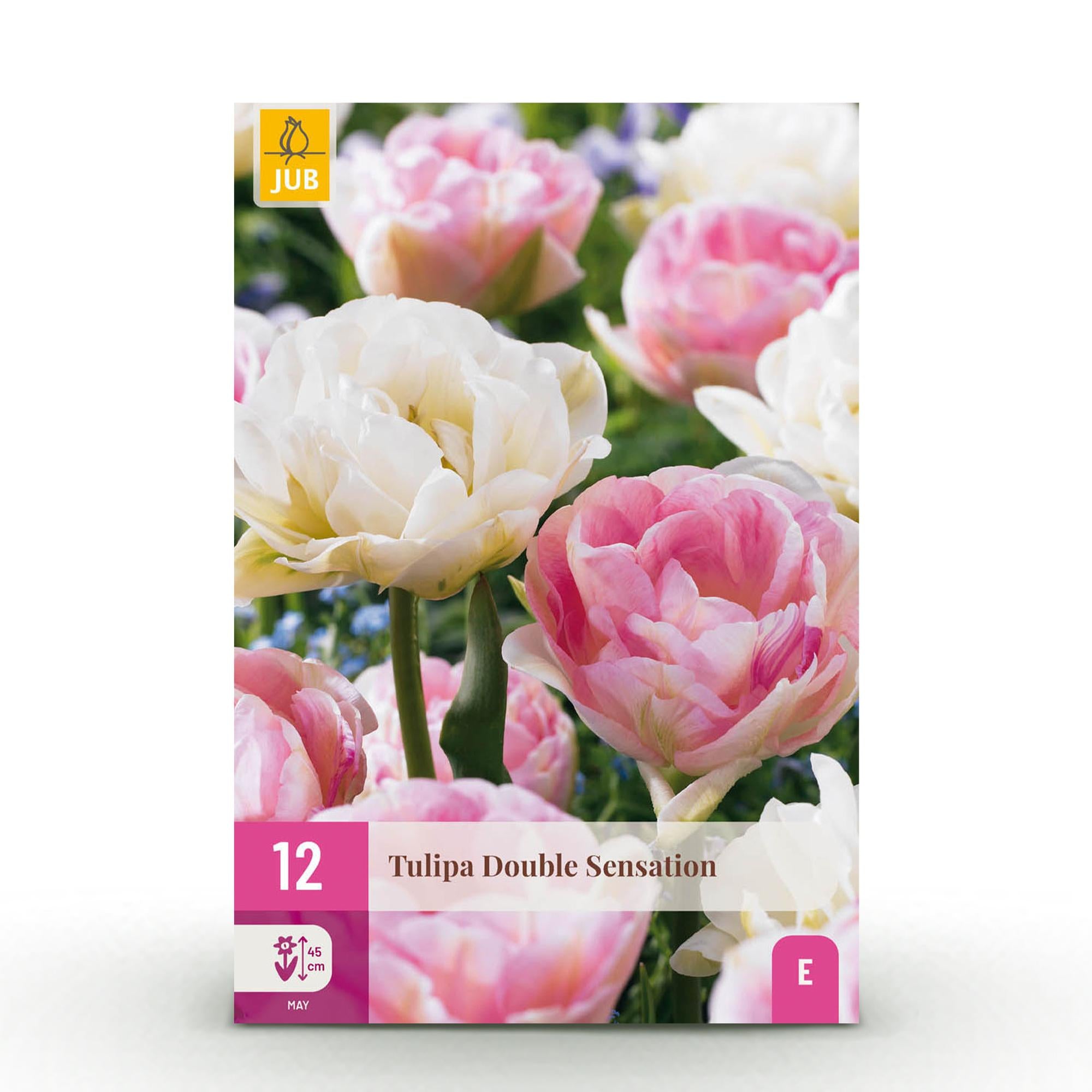 Tulpen Mix - Tulipa Double Sensation - Farbe Weiß und Rosa - 12 Stück - Zwiebelgröße 11/12 - XXL Pack