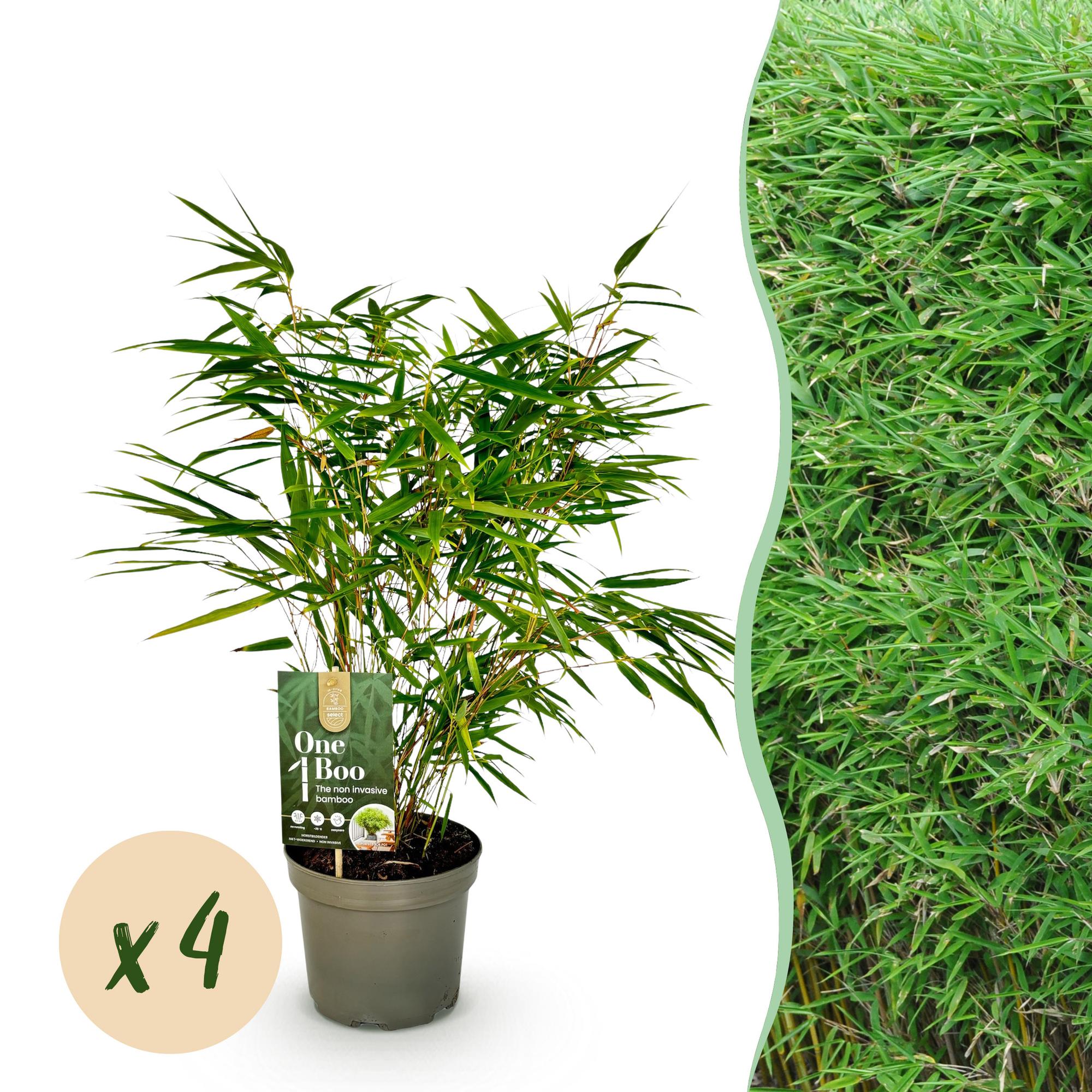 Roter Bambus - Fargesia rufa - Grün - 4 Pflanzen - Immergrün - Nicht Ausbreitend - Topf 17cm Höhe 60cm