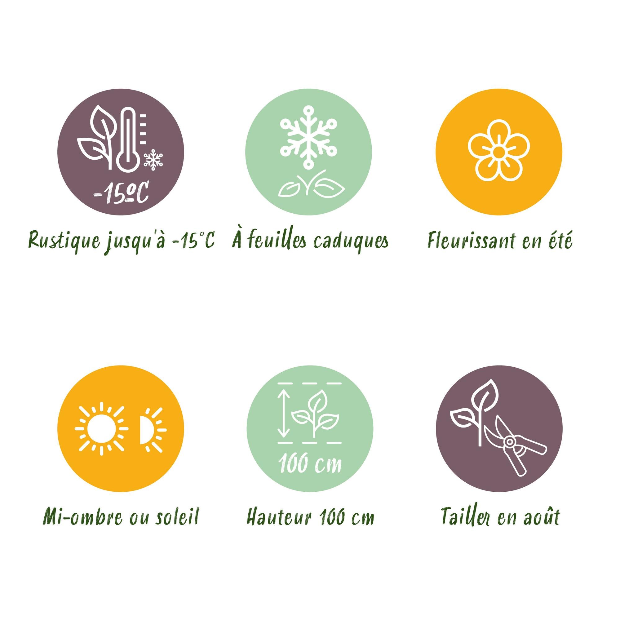 Hortensie - Hydrangea Magical Jewel Blue - Blau - 6-10 Blumen - 2 Pflanzen - Topf 23cm Höhe 55cm