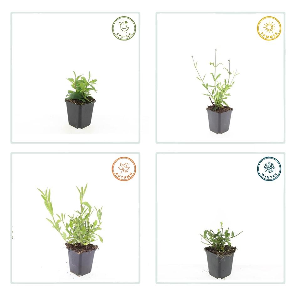 Patagonisches Eisenkraut - Verbena bon. 'Lollipop' - ↕10-25cm - Ø9cm 24 Stück