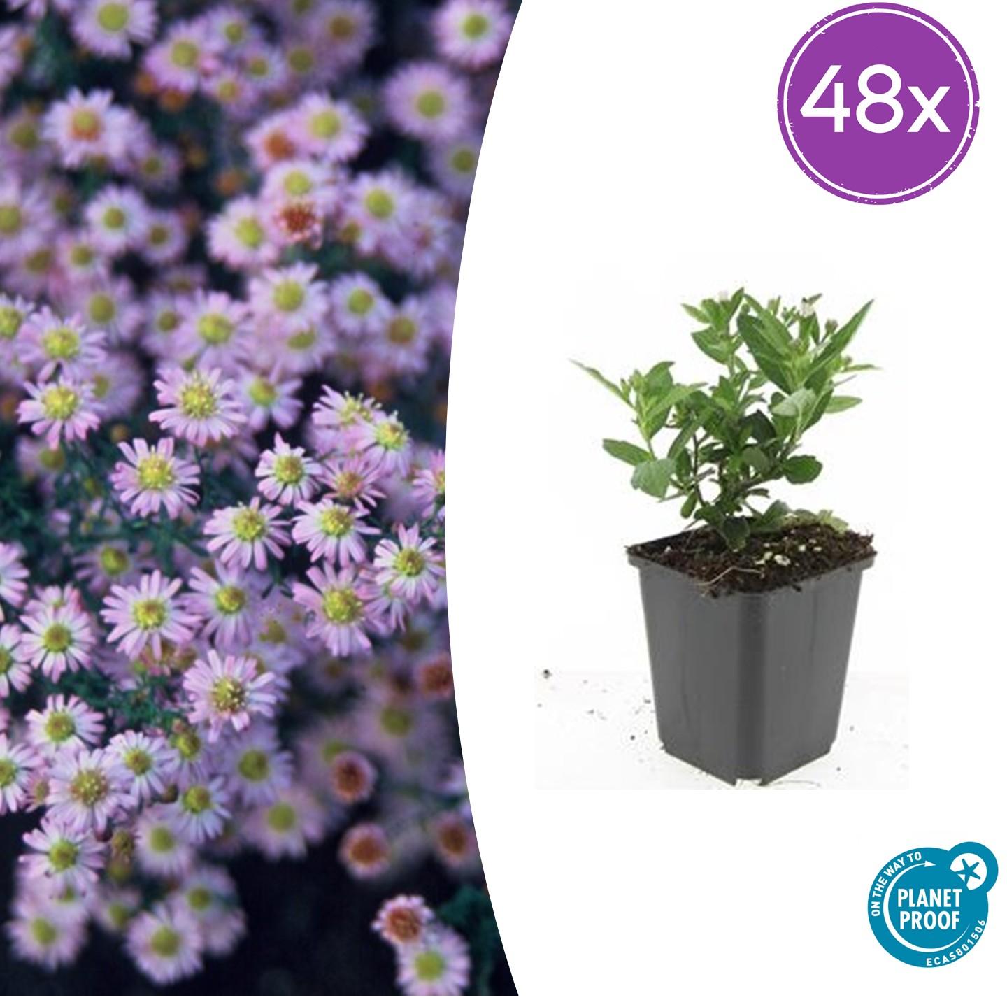 Asiatische Wildaster - Aster ageratoides 'Stardust' - ↕10-25cm - Ø9cm 48 Stück