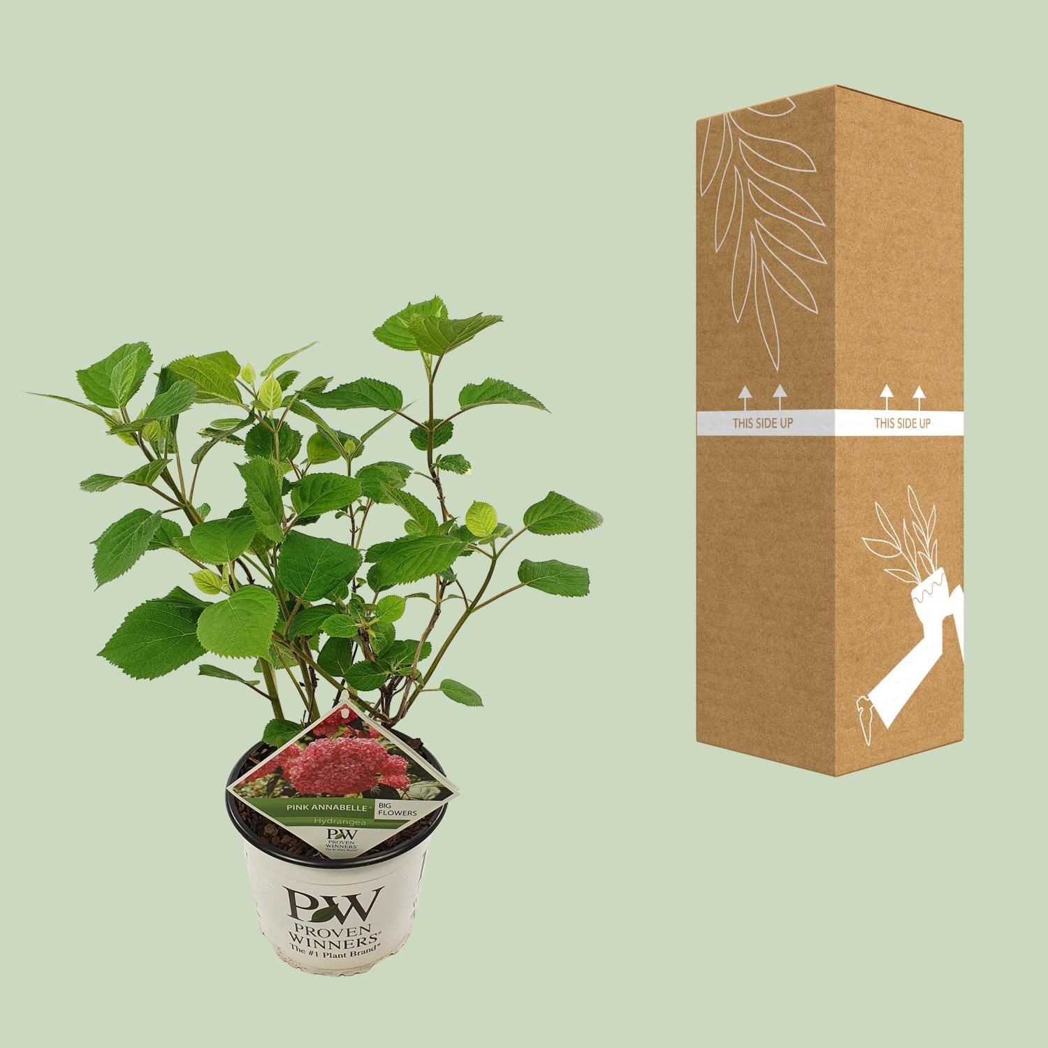 Schneeballhortensie - Hydrangea arbo. 'Pink Annabelle' - Ø19cm - ↕30cm