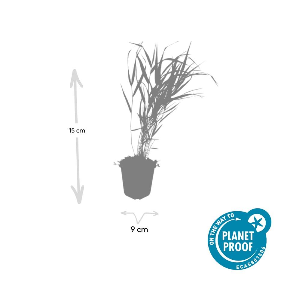 Japanisches Waldgras - Hakonechloa macra - ↕10-25cm - Ø9cm 24 Stück
