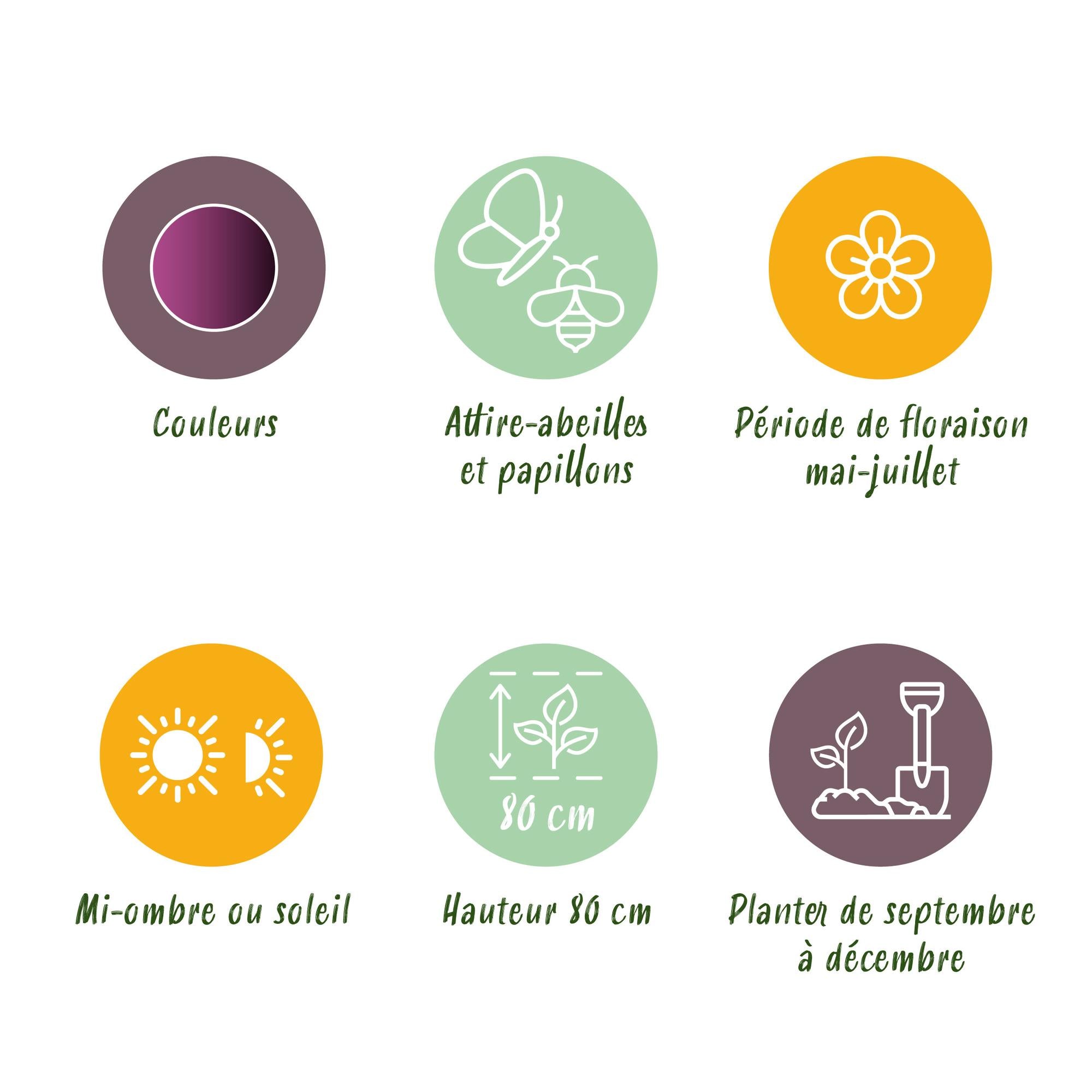 Zierlauch - Blumenzwiebeln - Allium Miami - Farbe Lila - 15 Stück - Zwiebelgröße 10/11 - XXL Pack