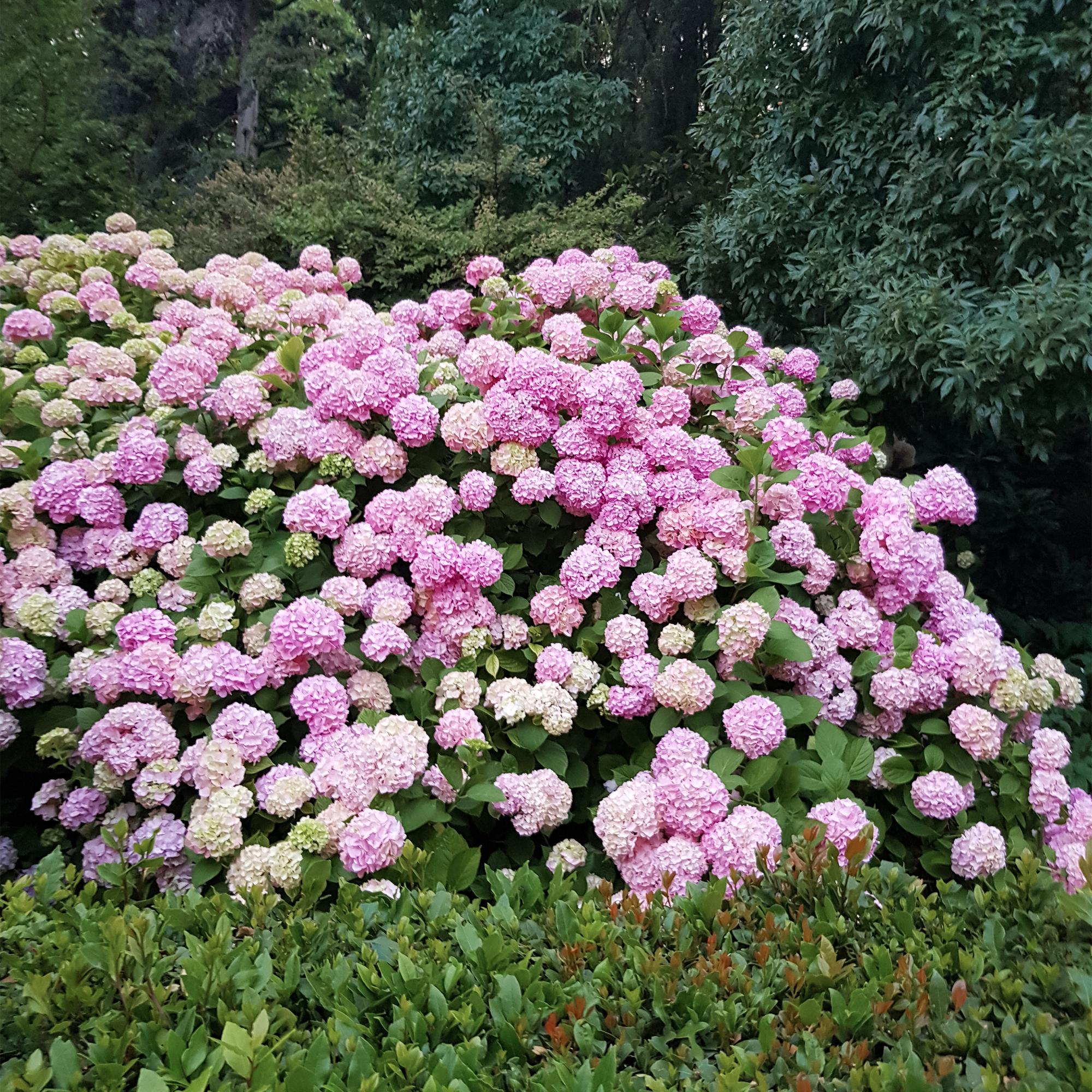 Gartenhortensie - Hortensie - Hydrangea macrophylla Pink - Blume Rosa - 3 Pflanzen - 1 m2 - Laubabwerfend - Wenig Pflege - Topf 17cm Höhe 30cm