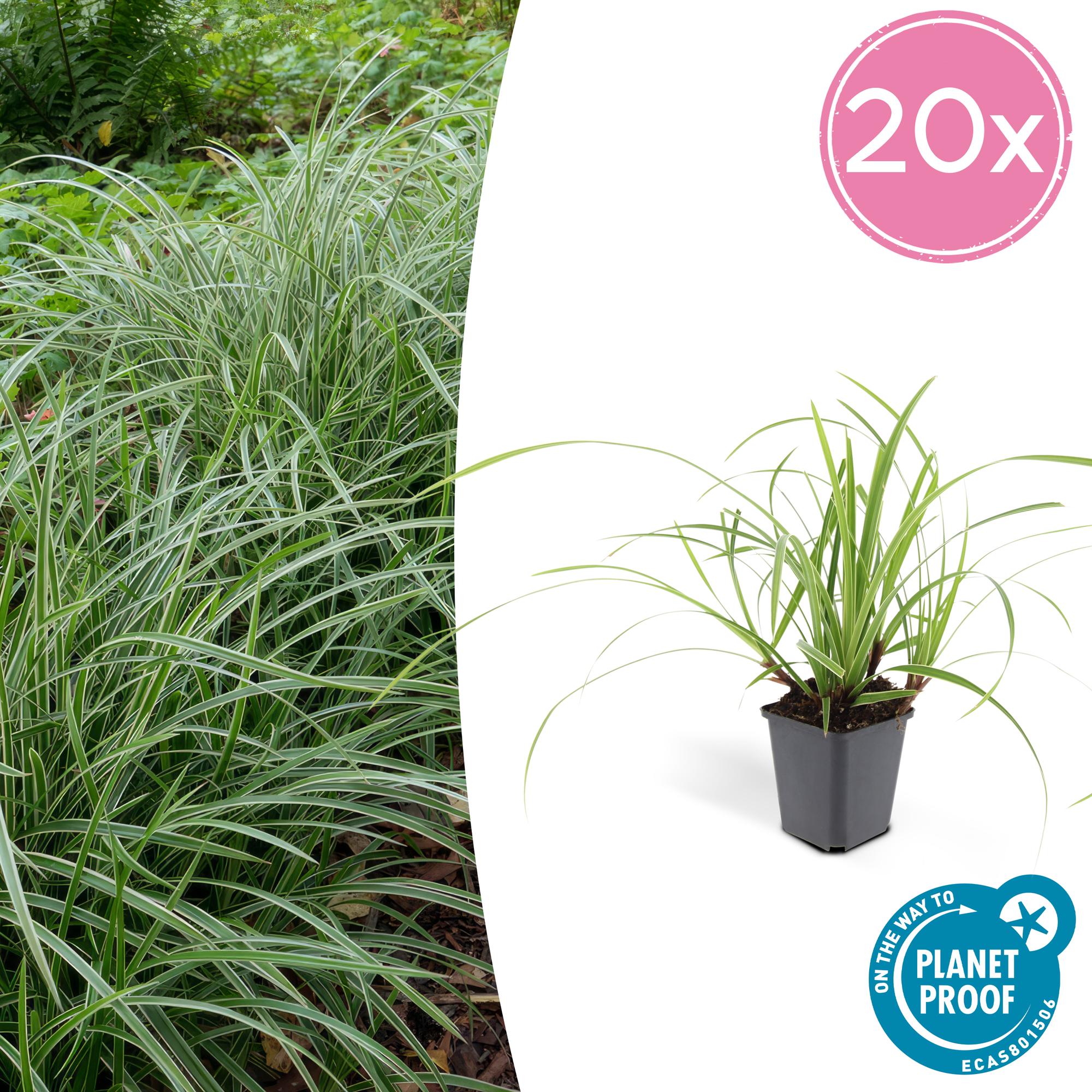 Japansegge - Carex morrowii 'Ice Dance' - ↕10-25cm - Ø9cm 20 Stück