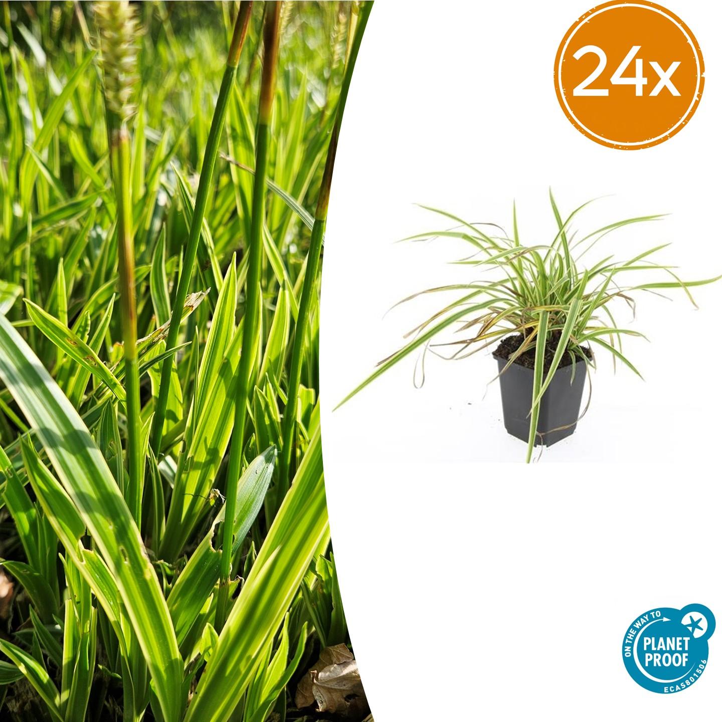 Ziergras Goldrandsegge - Carex morrowii 'Aureovariegata'  - ↕10-25cm - Ø9cm 24 Stück