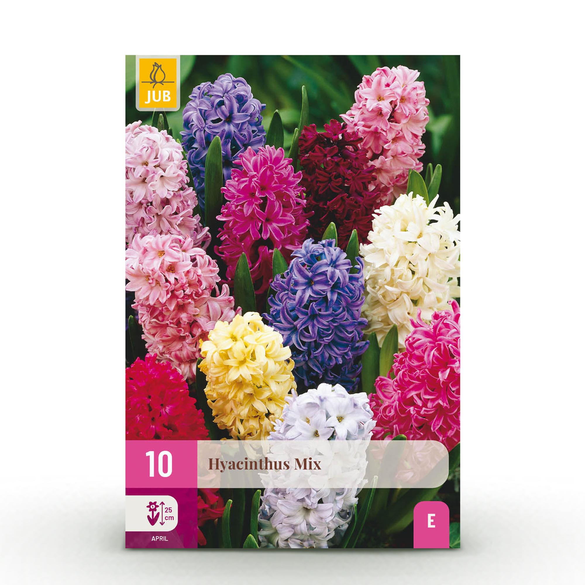 Hyazynthen Mix - Hyacinthus - Blumenzwiebeln Verschiedene Farben - 10 Stück - Zwiebelgröße 14/15 - XXL Pack