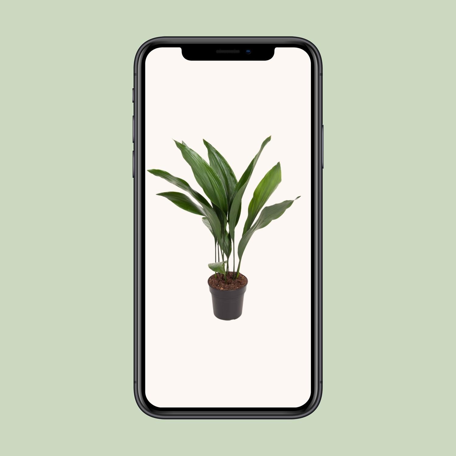 Schusterpalme - Aspidistra Elatior - Ø17cm - ↕70cm