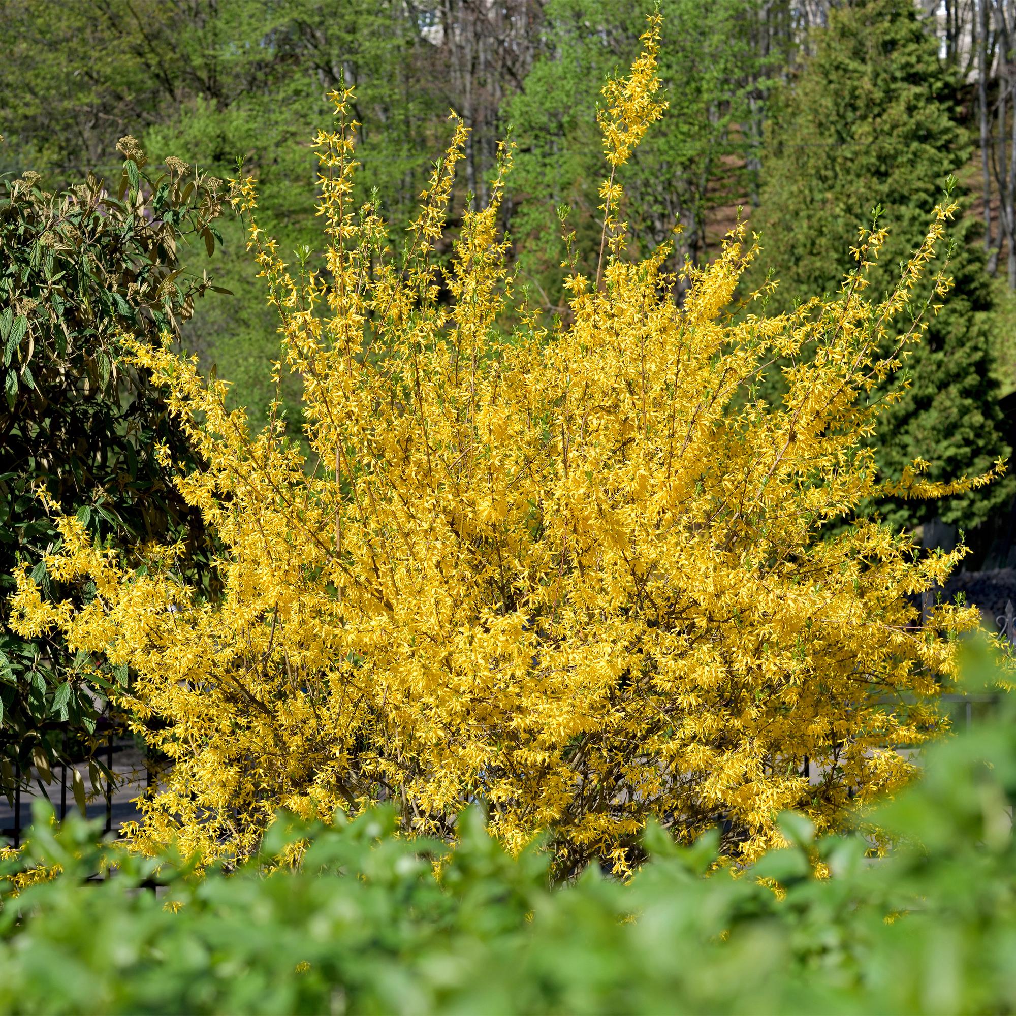 Forsythie - Forsythia intermedia Goldrausch - Blüte Gelb - 1 Pflanze - Laubabwerfend - Wenig Pflege - Topf 17cm Höhe 45cm