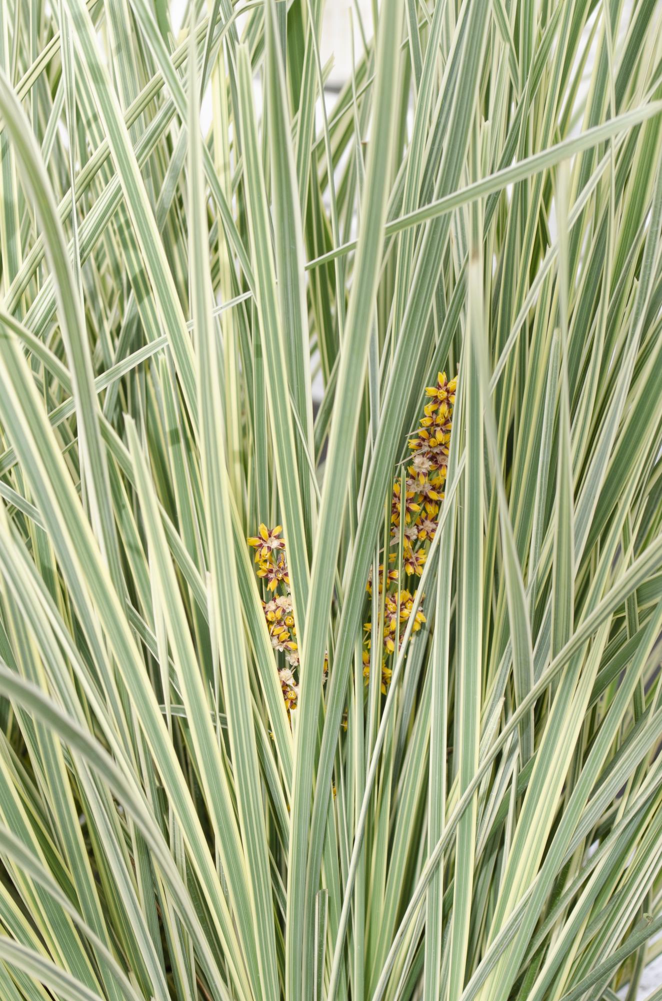 Australisches Ziergras - Lomandra longifolia 'White Sands' - Ø19cm - ↕40cm