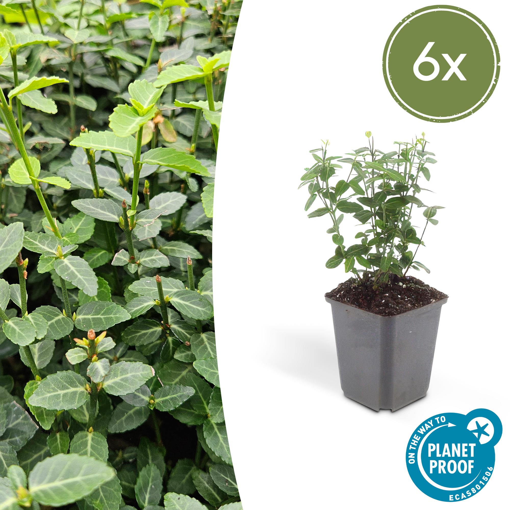 Immergrüne Kriechspindel - Euonymus fortunei radicans - ↕10-25cm - Ø9cm 6 Stück