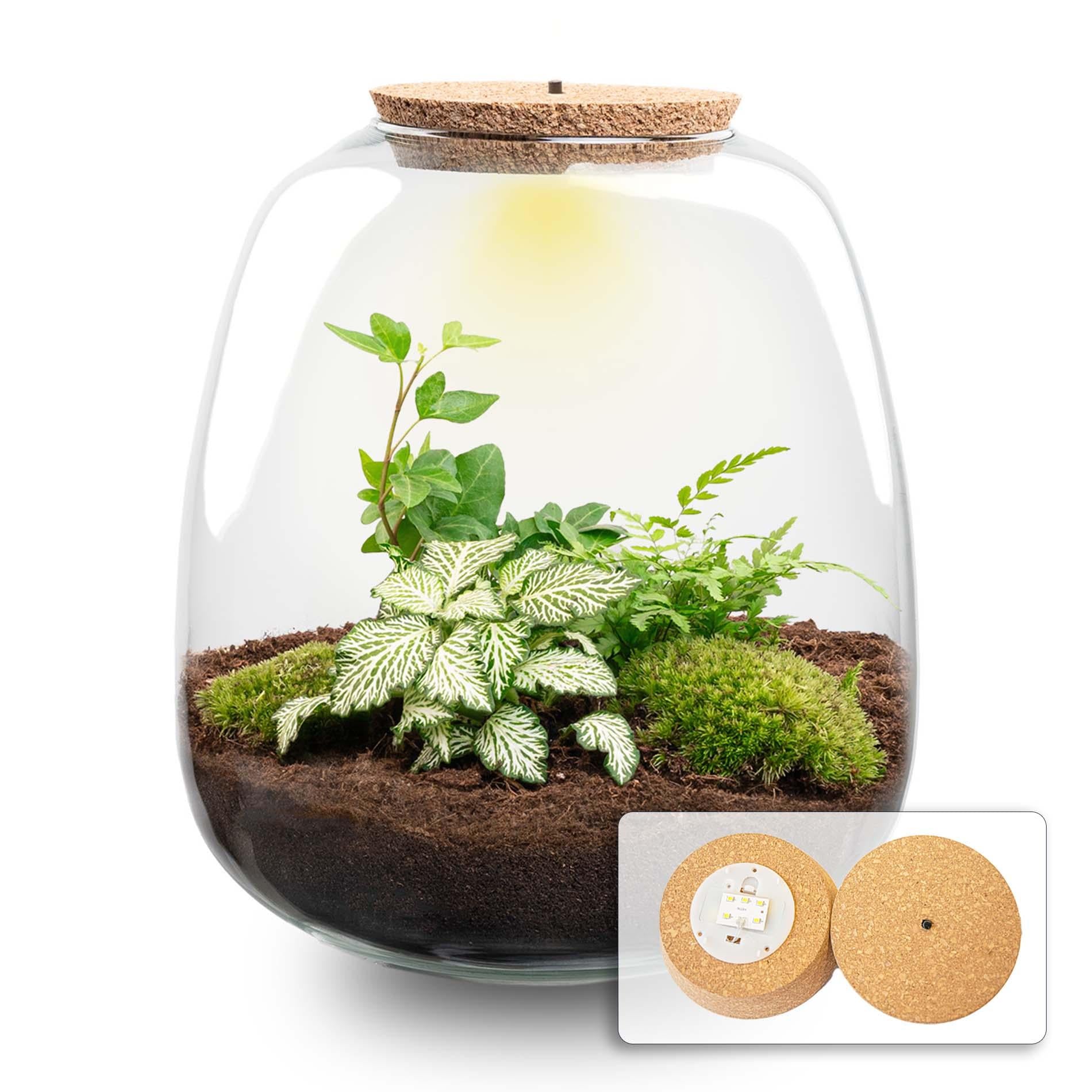 Flaschengarten - Pflanzenterrarium - Emma - DIY kit mit LED - ↑ 25 cm - Ø 23 cm