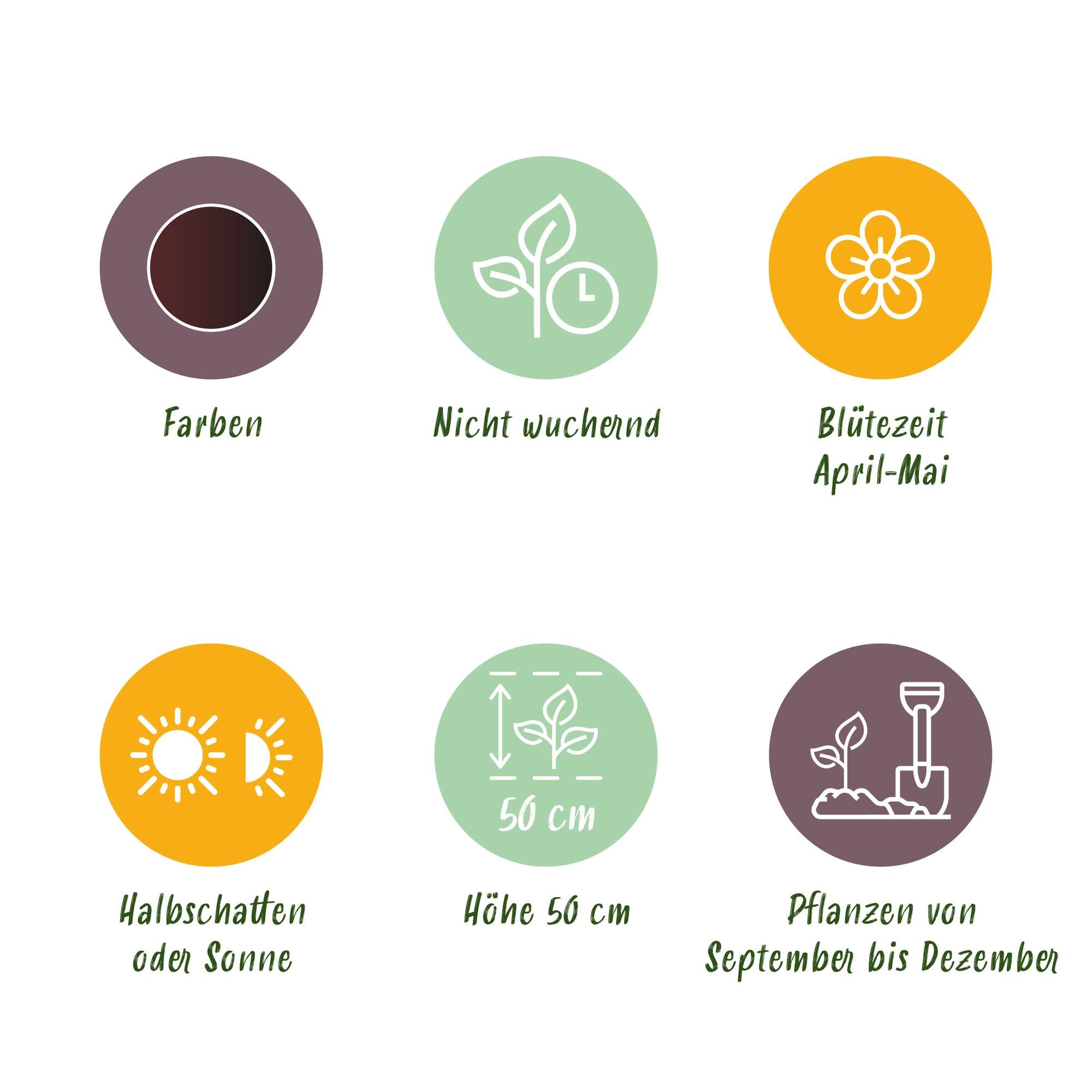 Tulpen - Tulipa Triumph Black - Farbe Dunkel Lila - 12 Stück - Zwiebelgröße 11/12 - XXL Pack