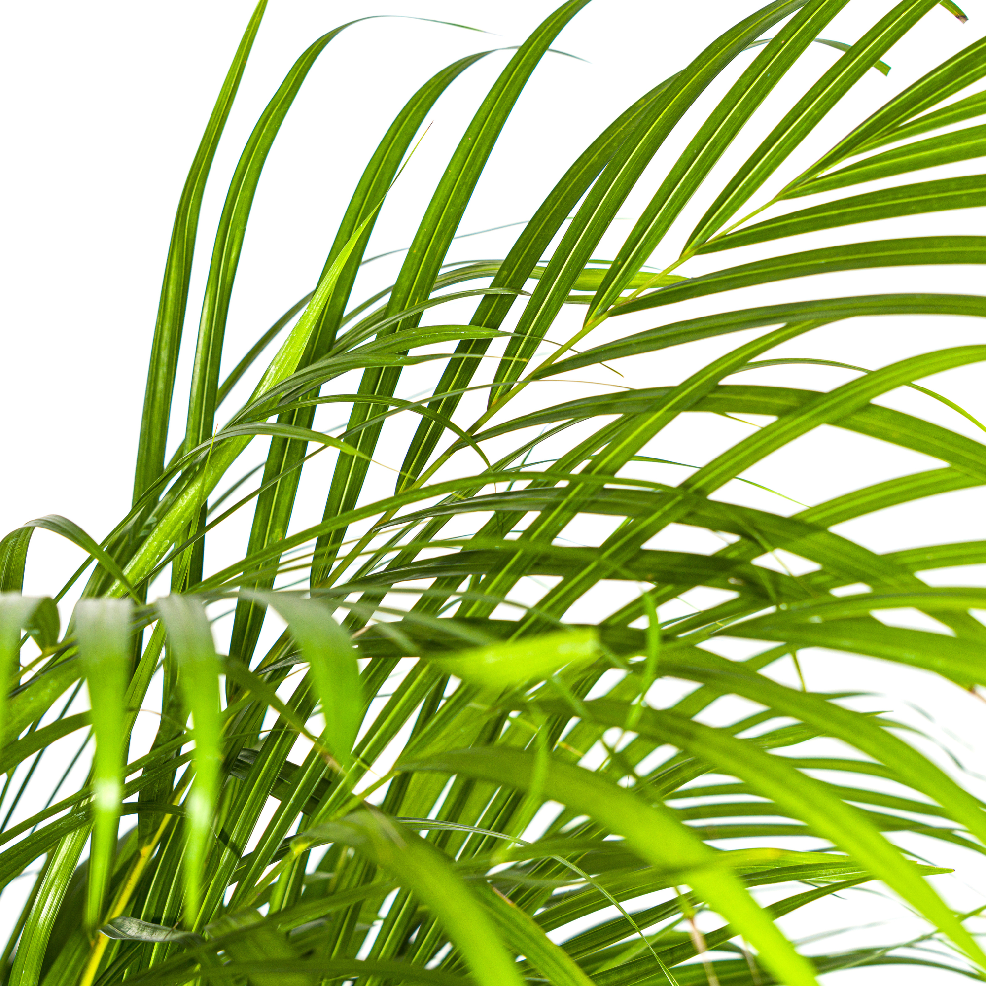 Arecapalme - Dypsis Areca Lutescens mit Korb Ø24cm - ↕120 - 140cm